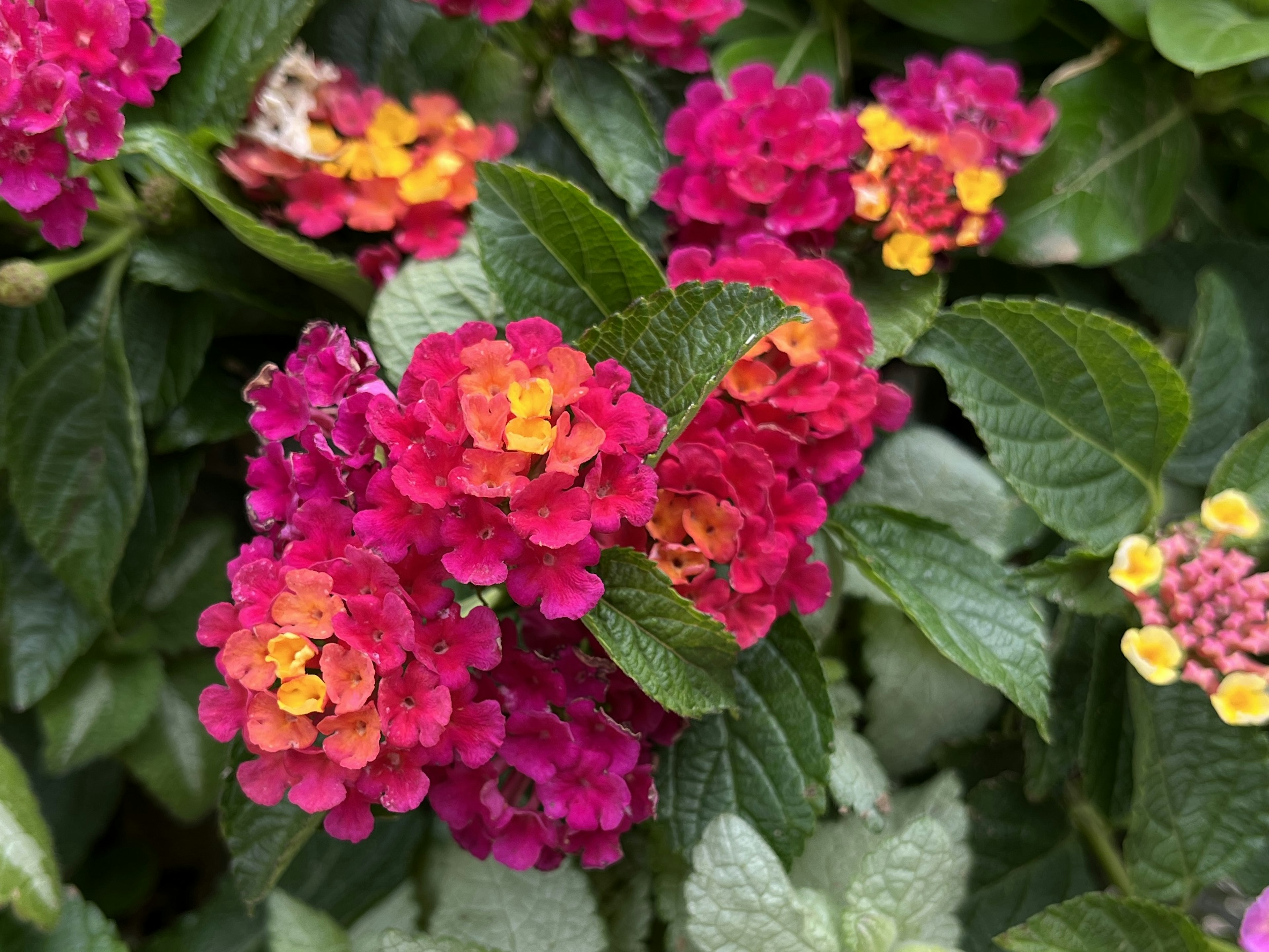 Vibrante Lantana-Blüten in Pink und Orange