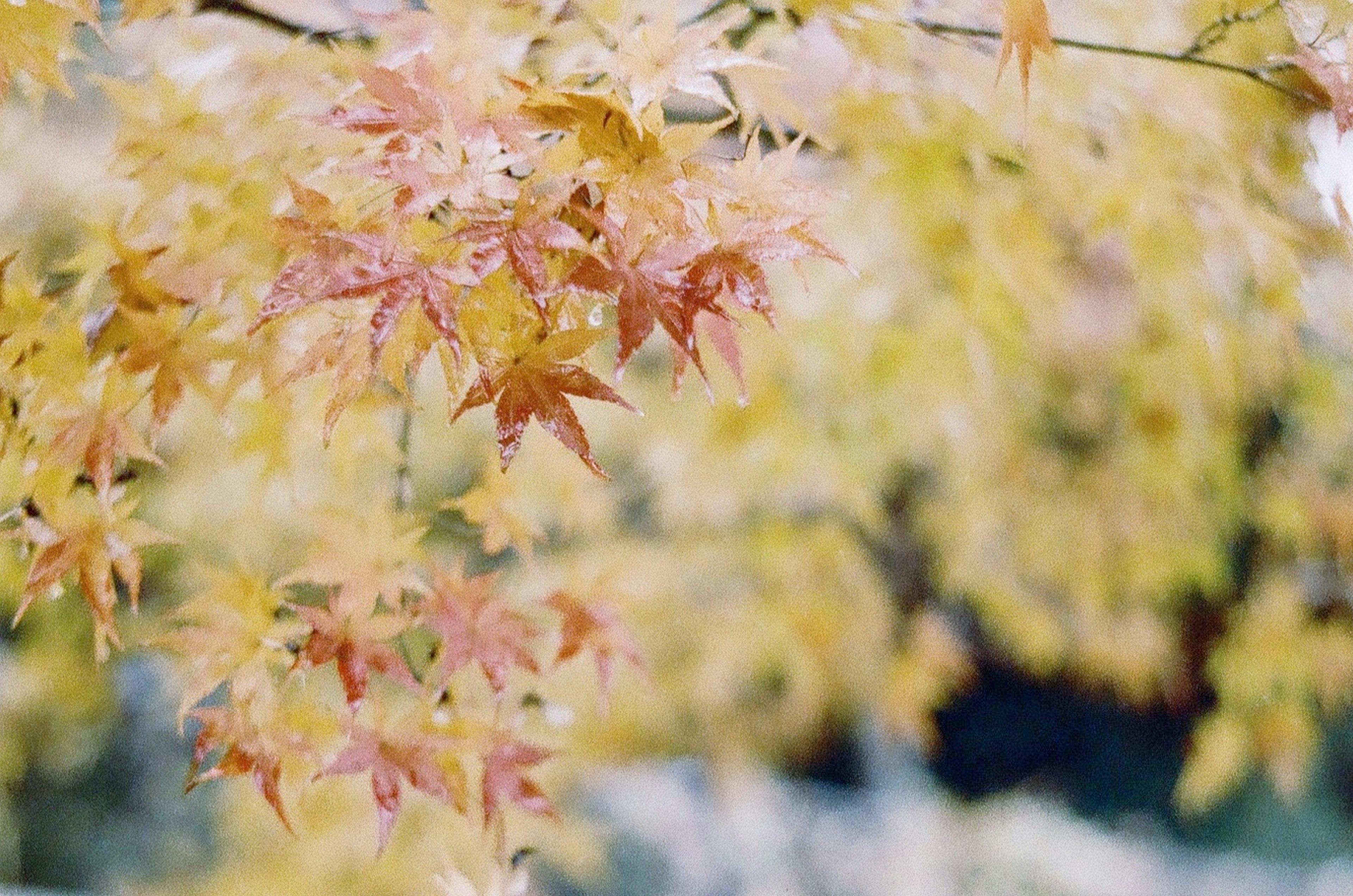 Hojas de arce rojas y amarillas vibrantes contra un fondo de otoño