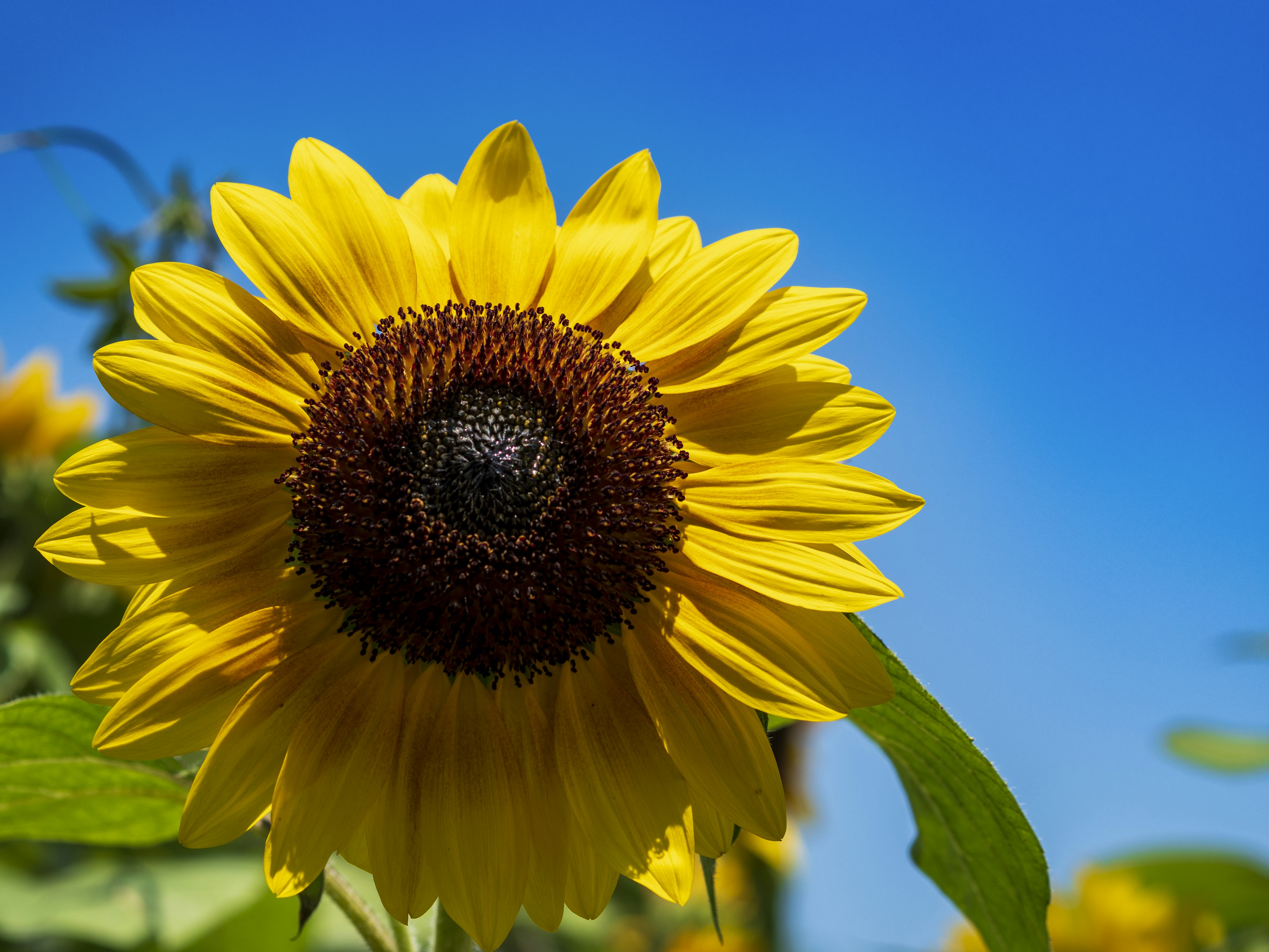 Nahaufnahme einer lebhaften Sonnenblume vor einem hellblauen Himmel