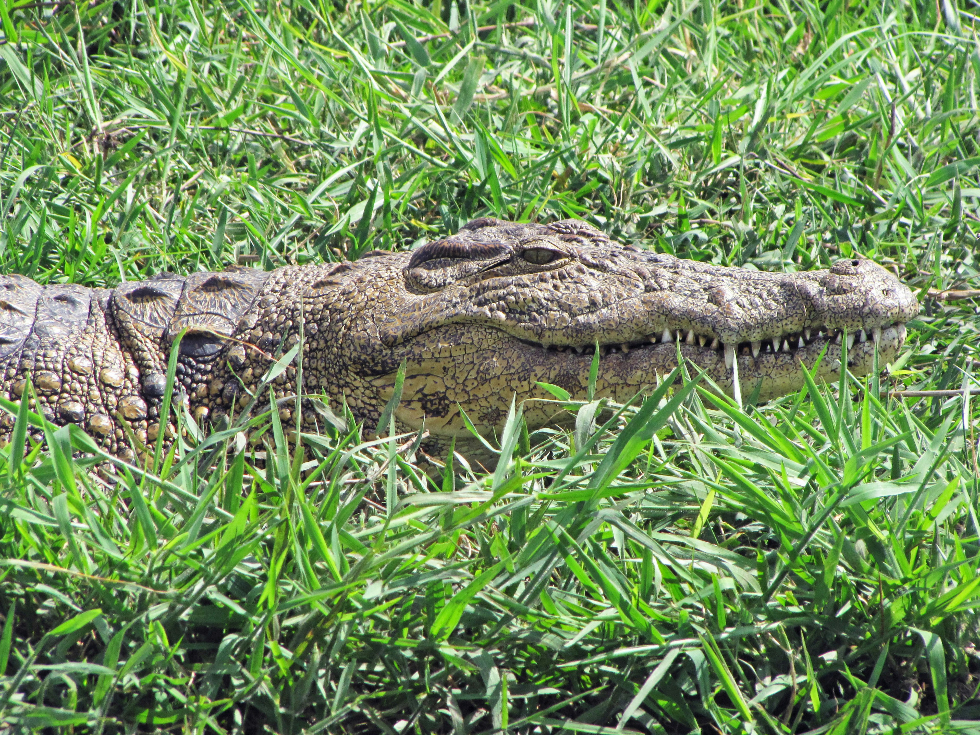 Crocodile resting in green grass