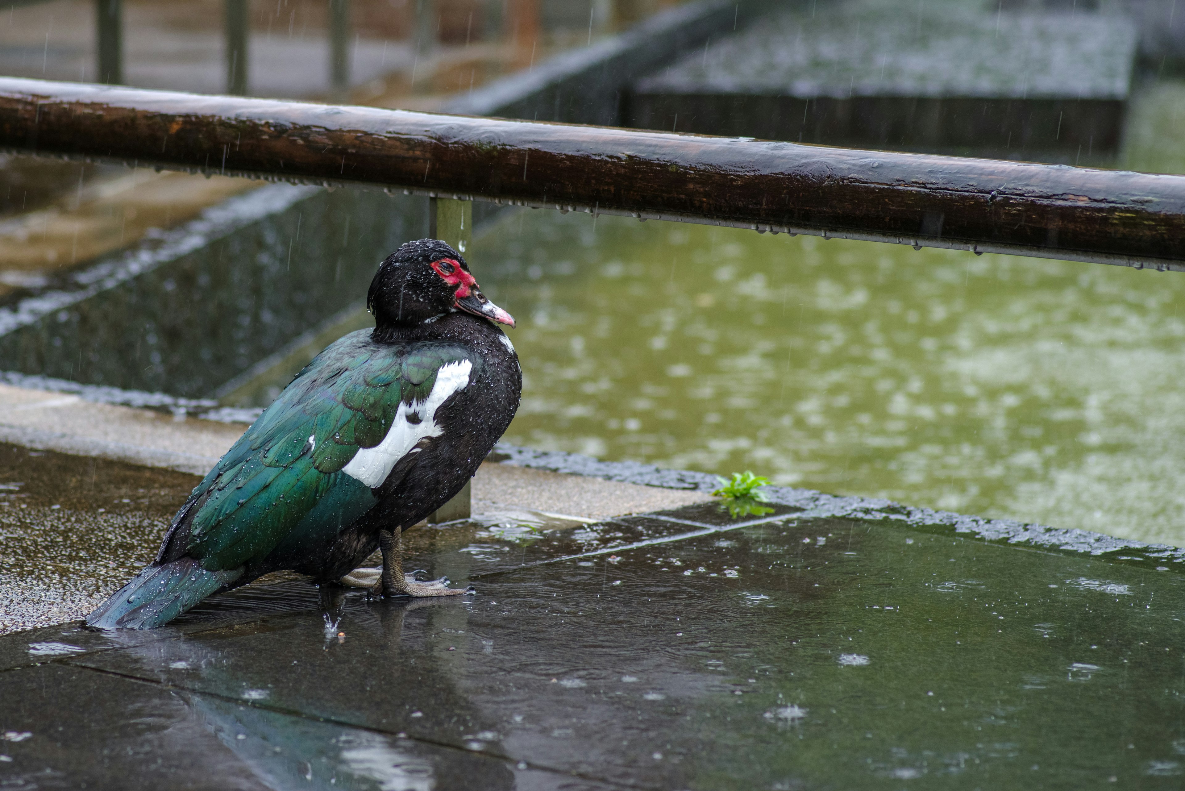 Burung dengan bulu hitam dan hijau berdiri di tepi air di bawah hujan