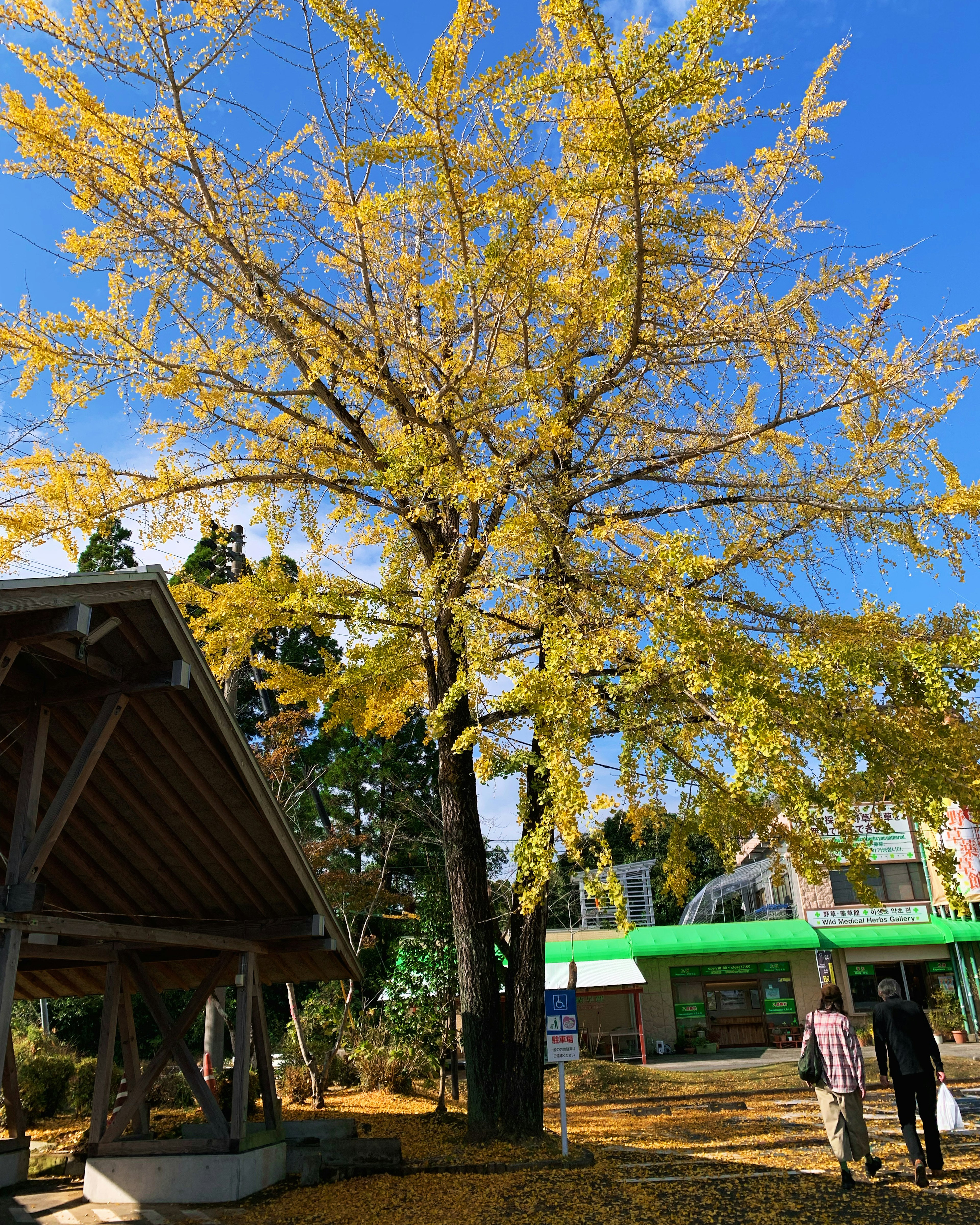 Un albero di ginkgo con foglie gialle accanto a una struttura in legno e persone che camminano