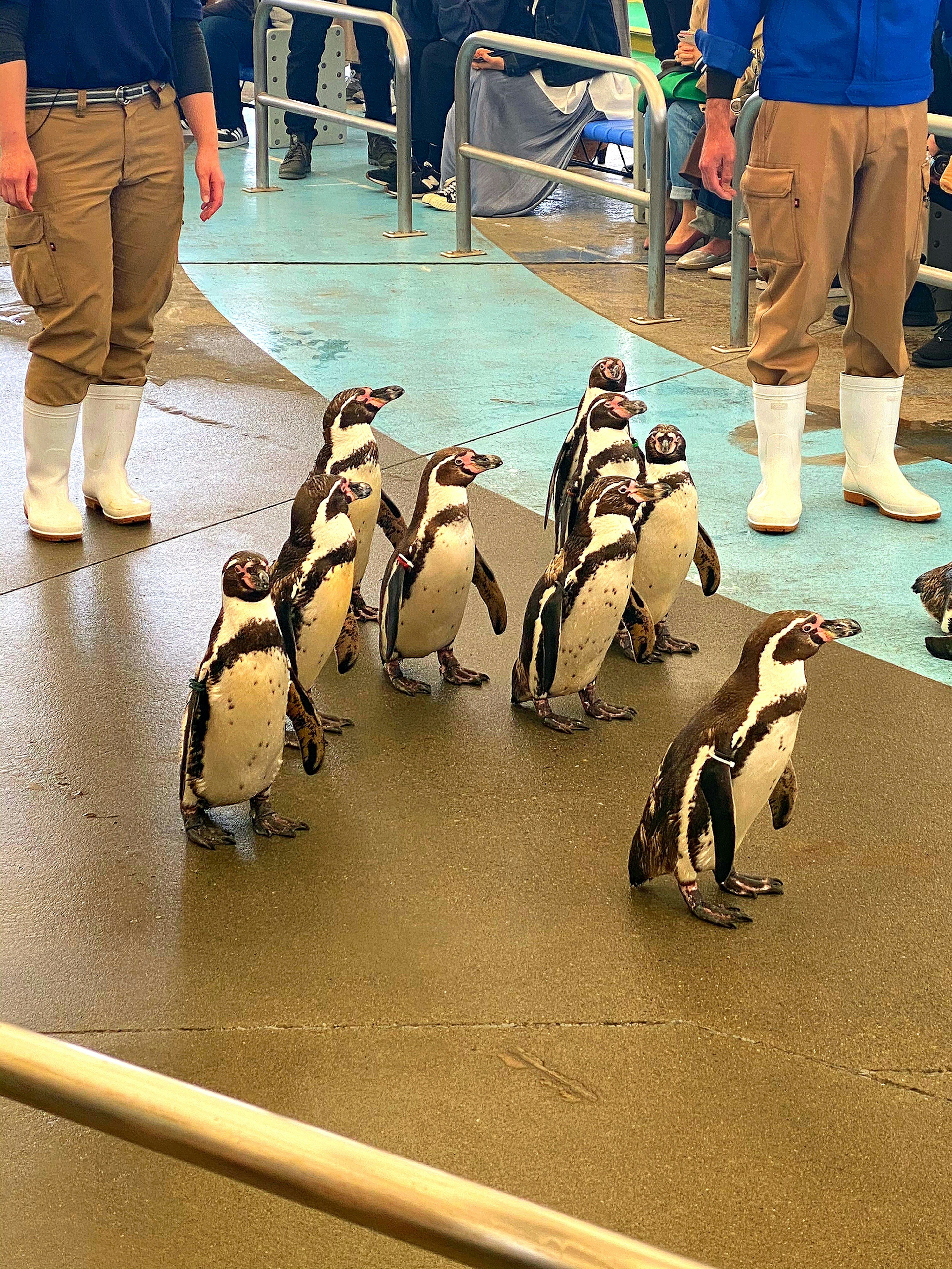 A group of penguins lined up in an exhibition area