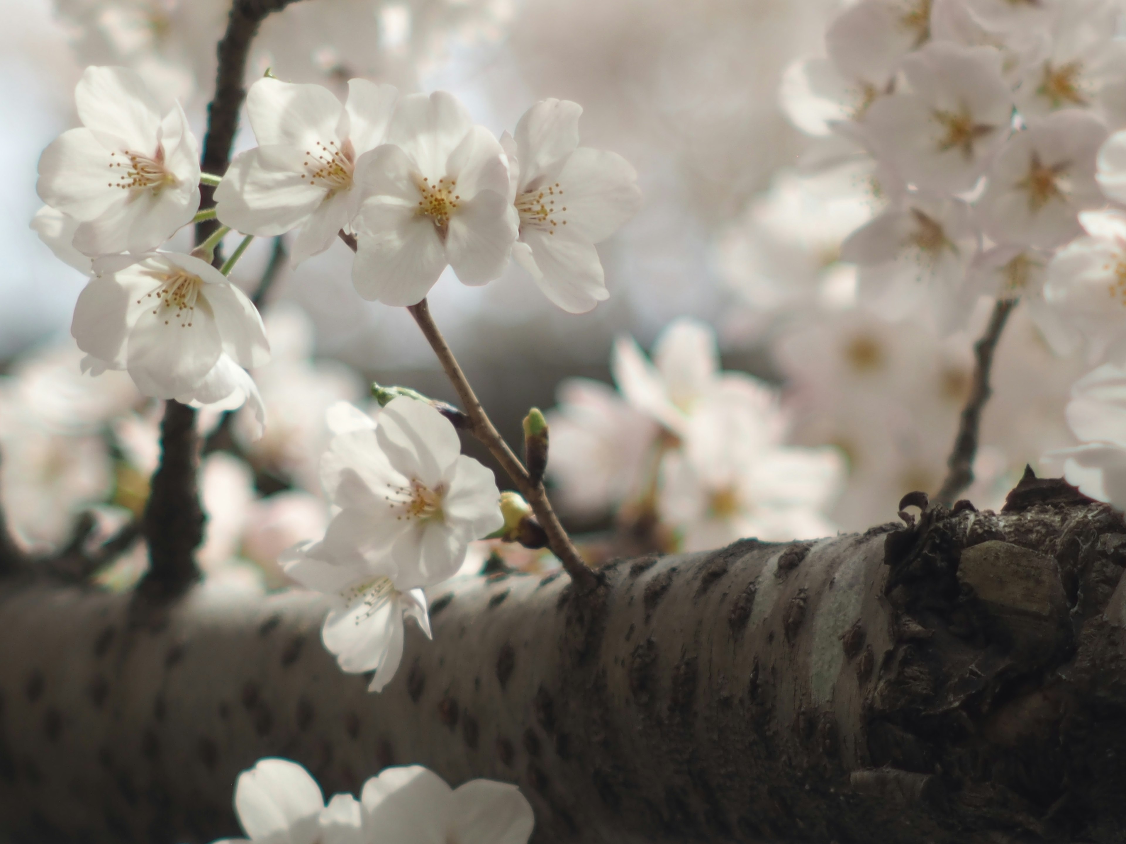 Close-up of cherry blossom flowers on a branch with beautiful white petals