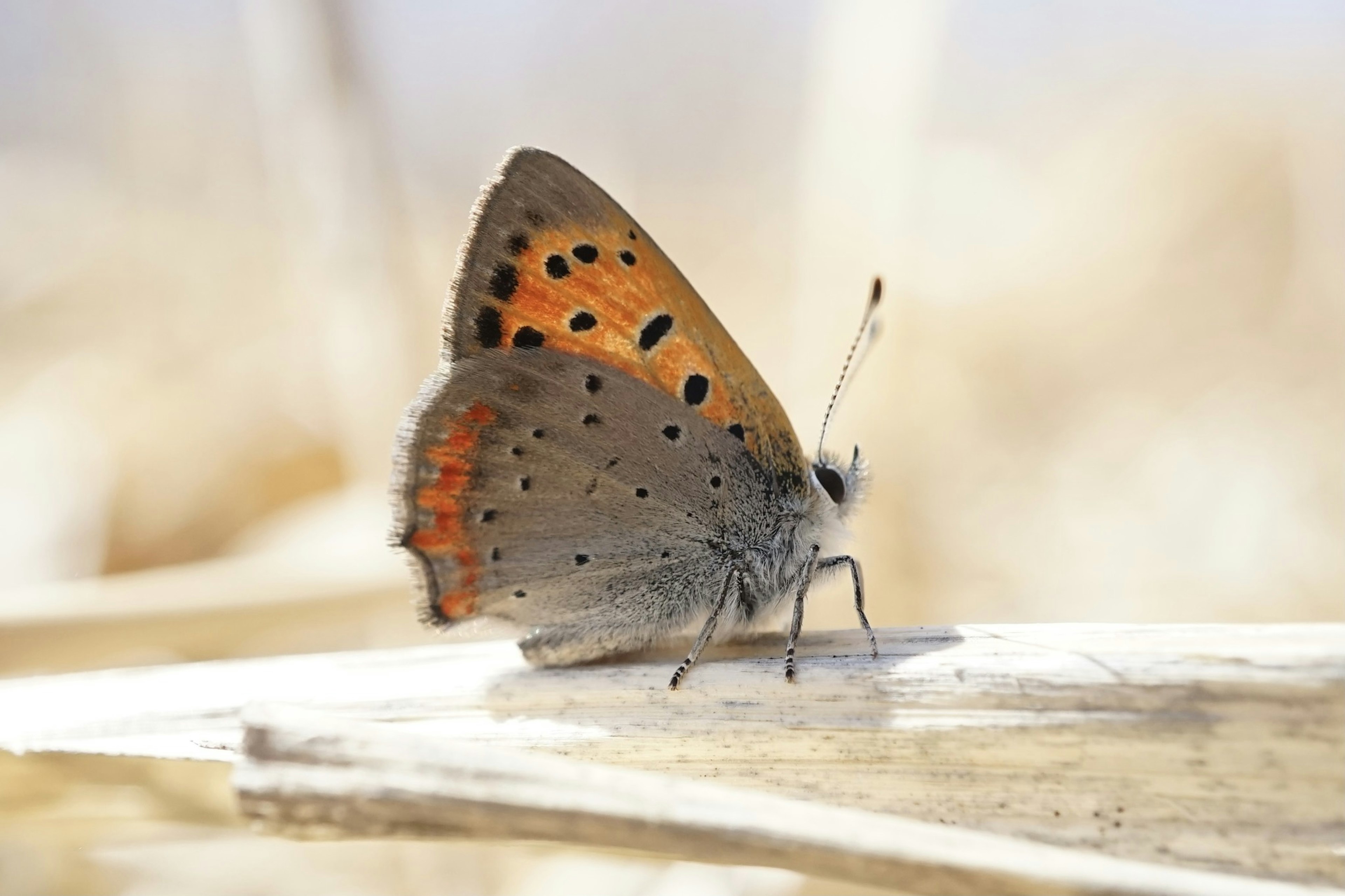 Ein kleiner Schmetterling mit orangefarbenen und schwarzen Punkten, der auf einem Holzstück sitzt