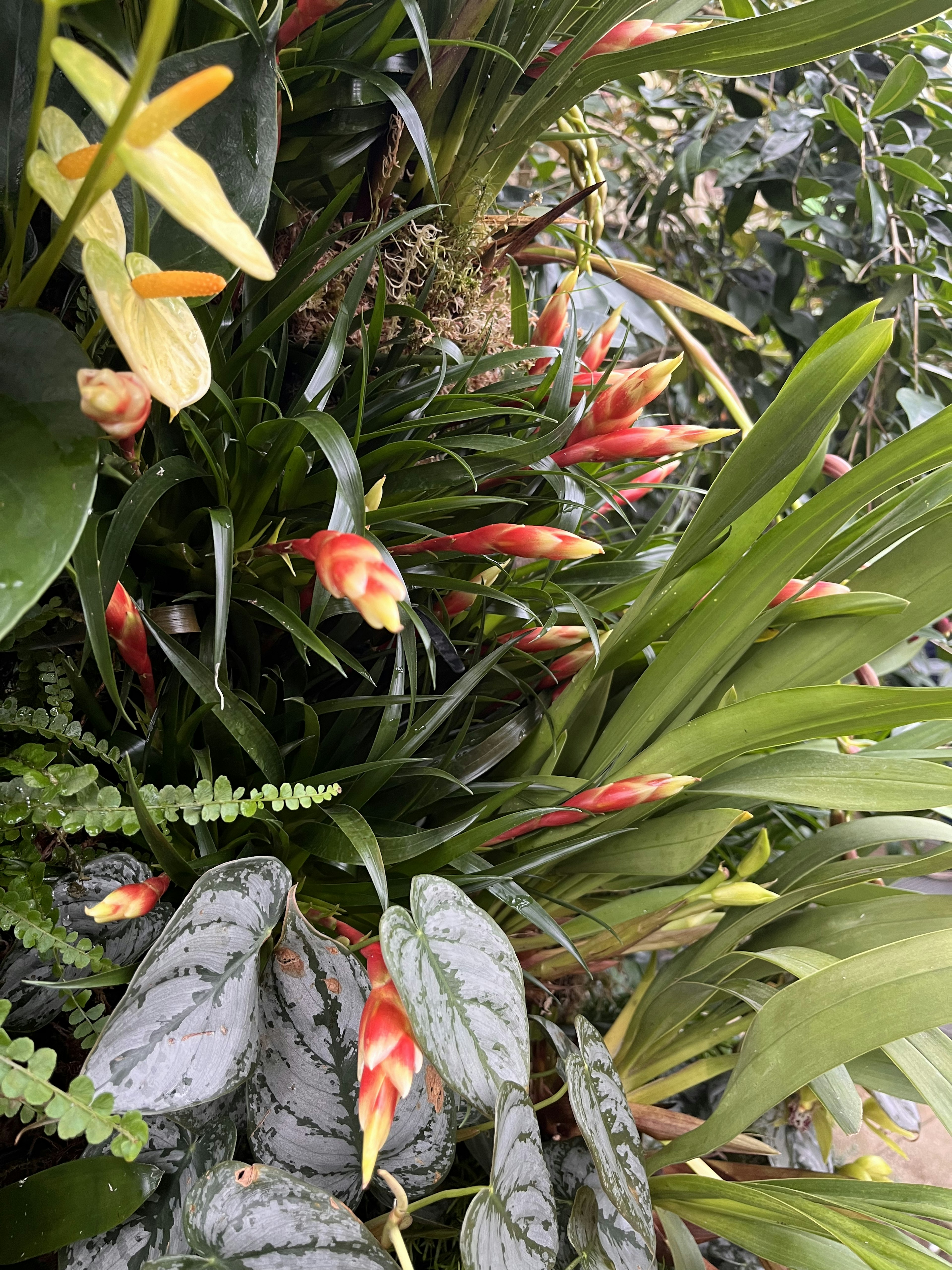 Gruppo di piante tropicali con foglie verdi e fiori rossi