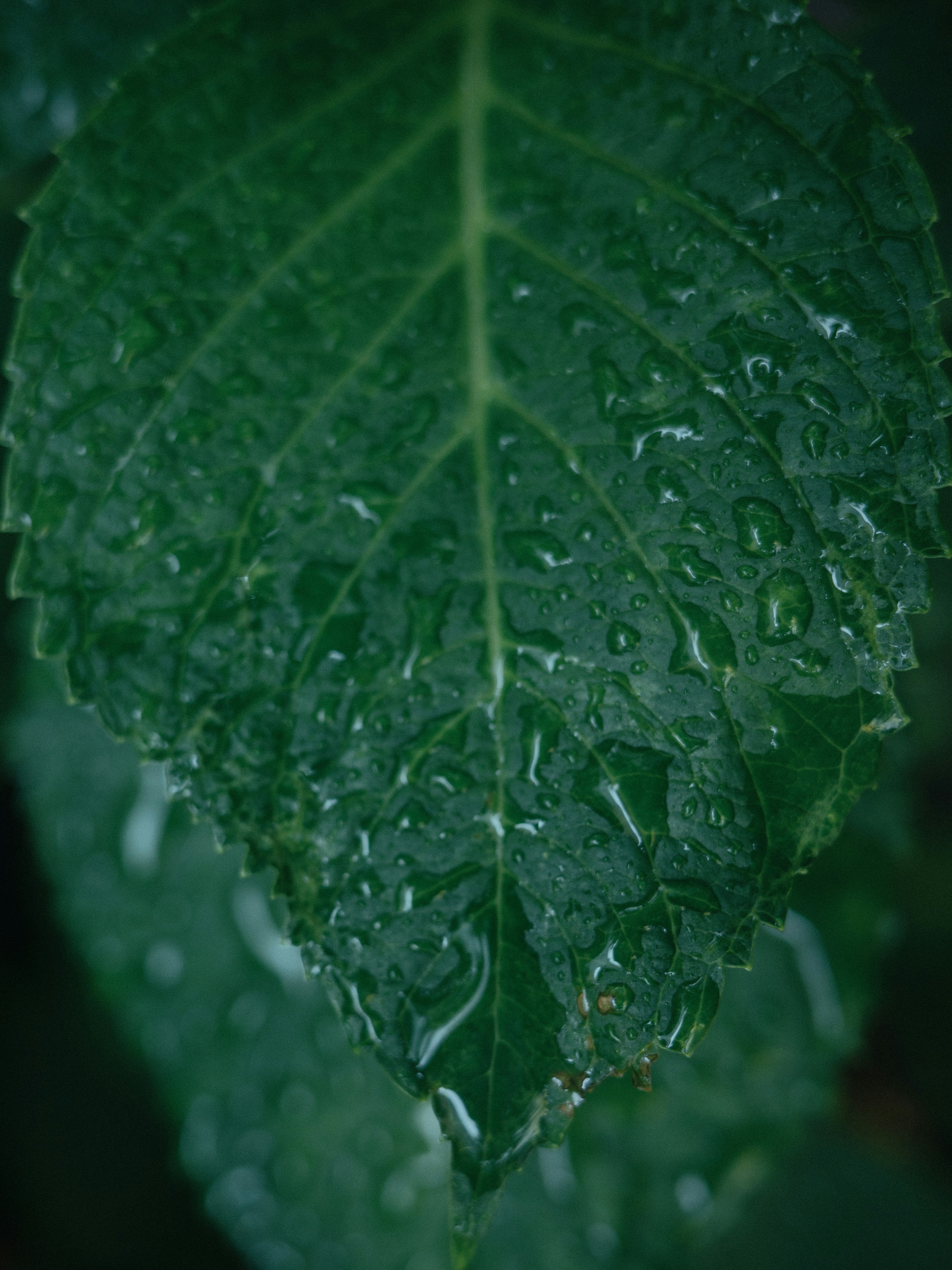 Close-up daun hijau dengan tetesan air