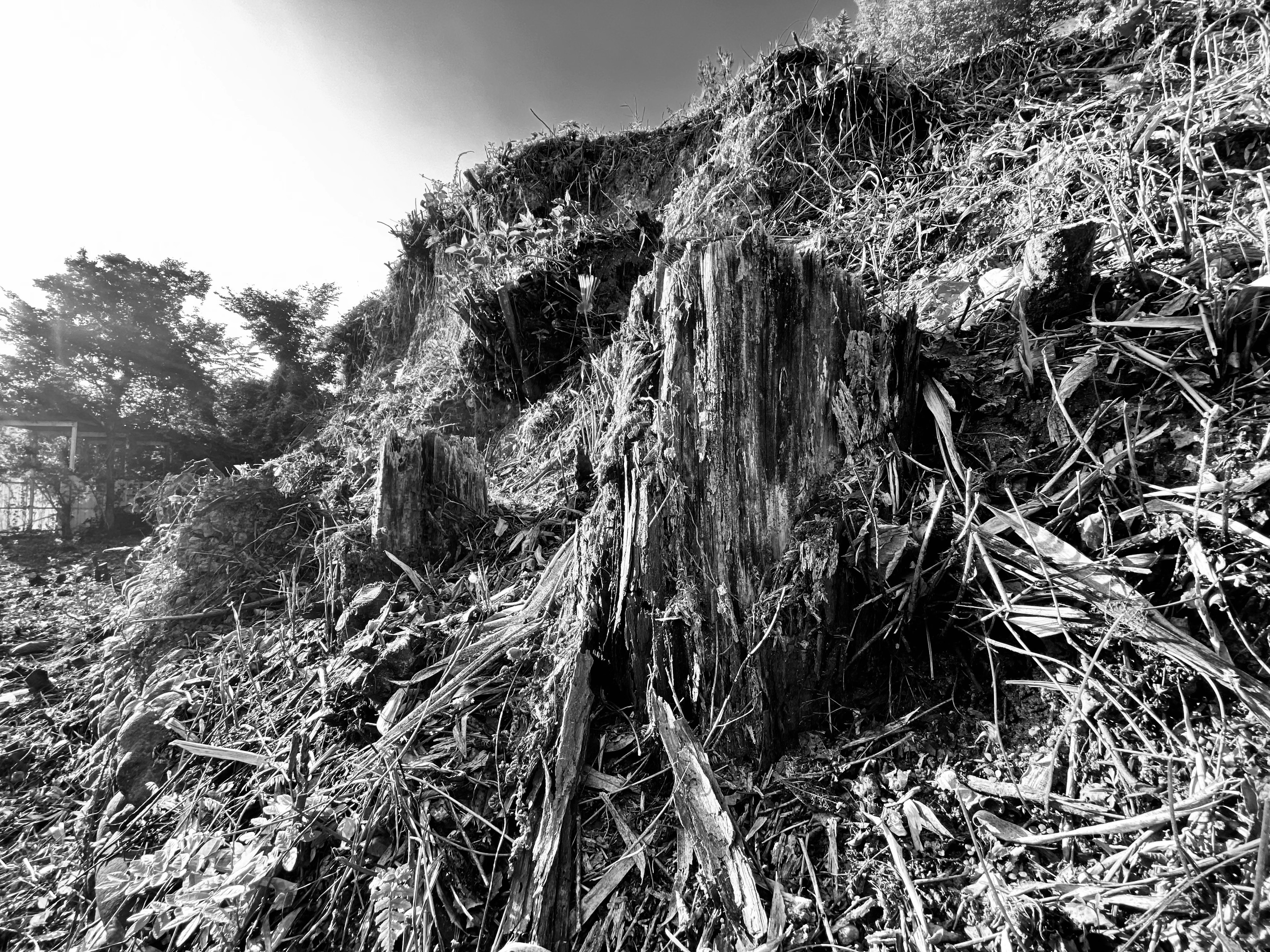 Souche d'arbre entourée de végétation sèche dans un paysage en noir et blanc