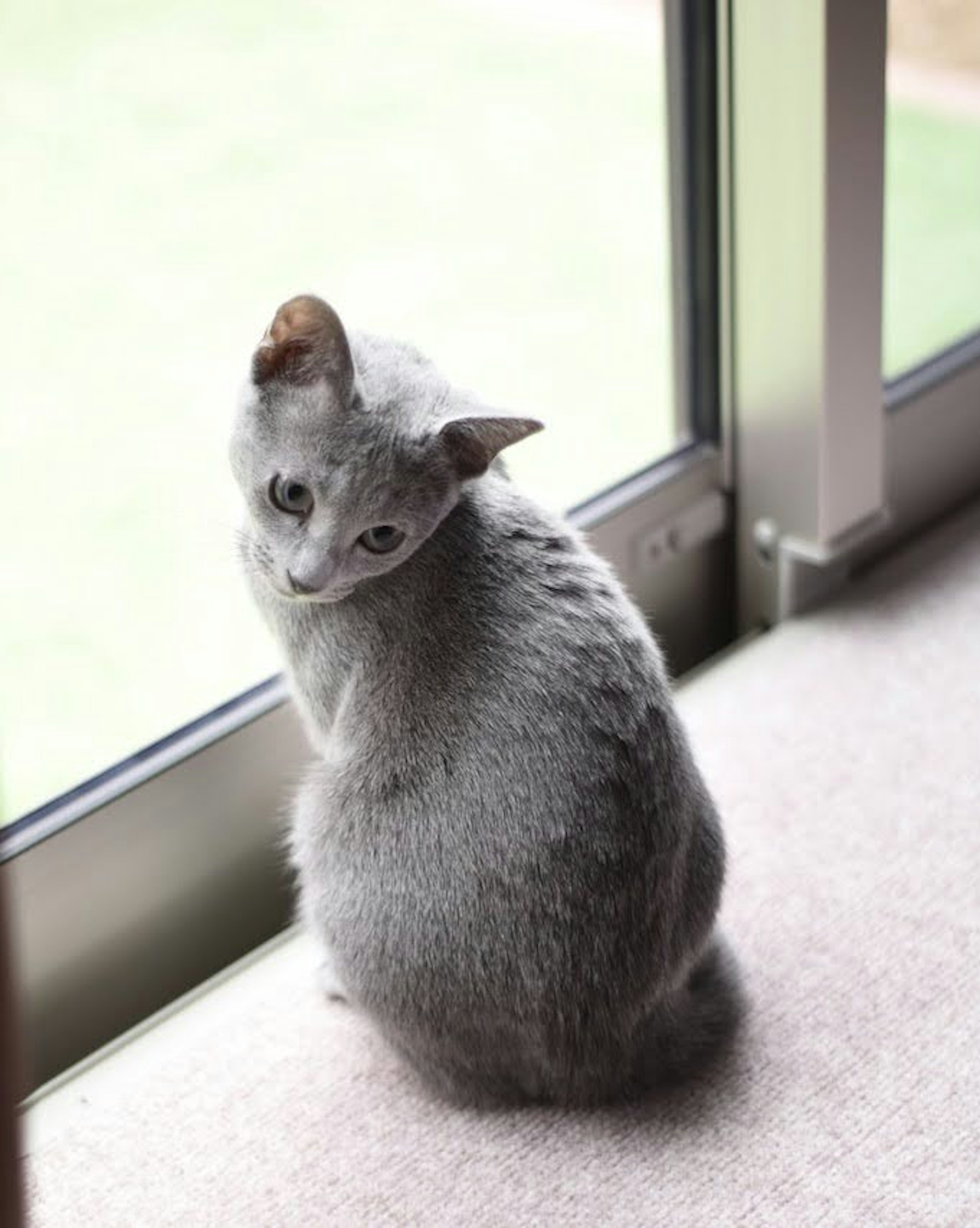 Chat gris assis près de la fenêtre regardant en arrière