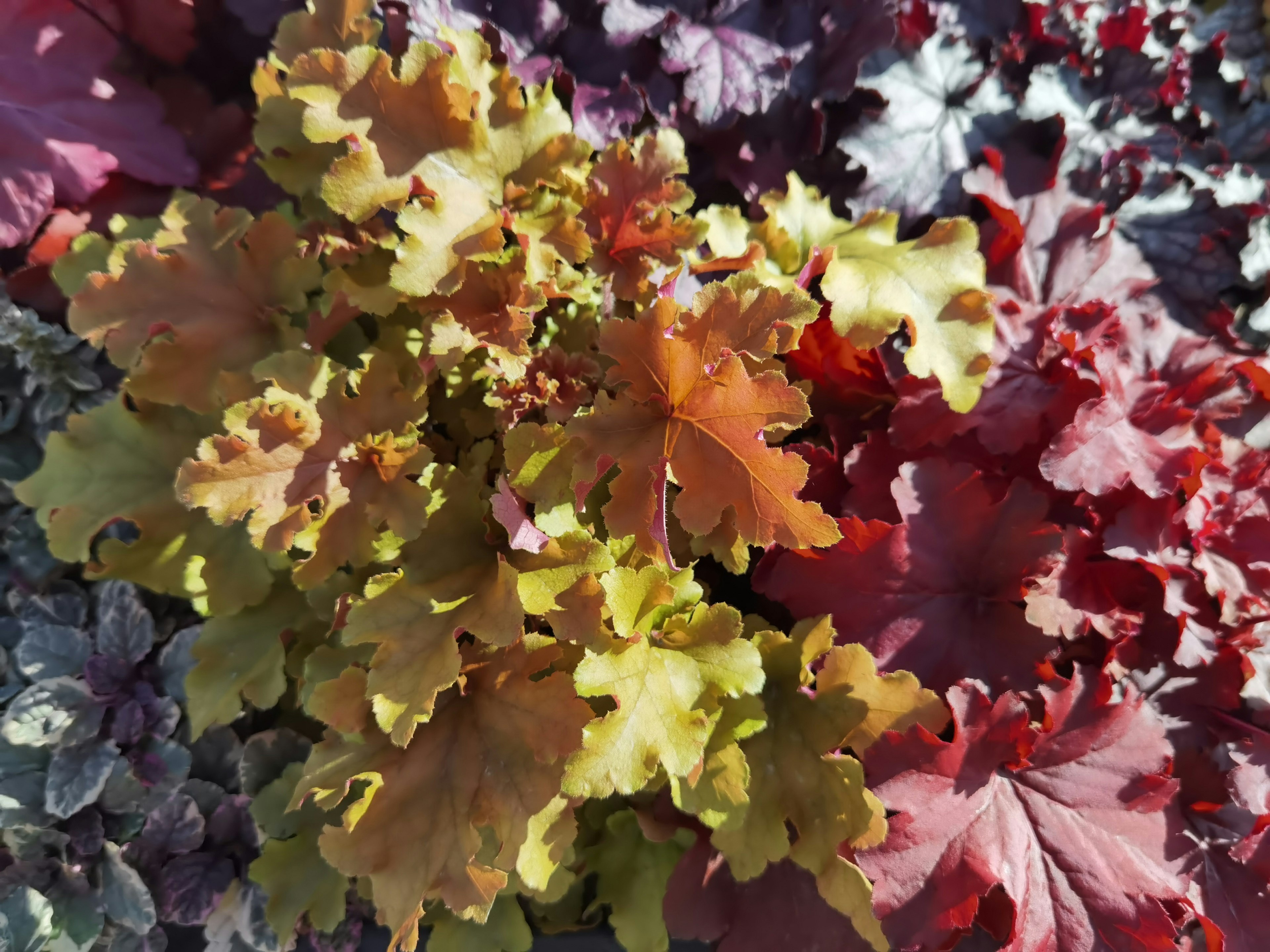 Foglie sovrapposte vibranti in tonalità di verde e rosso