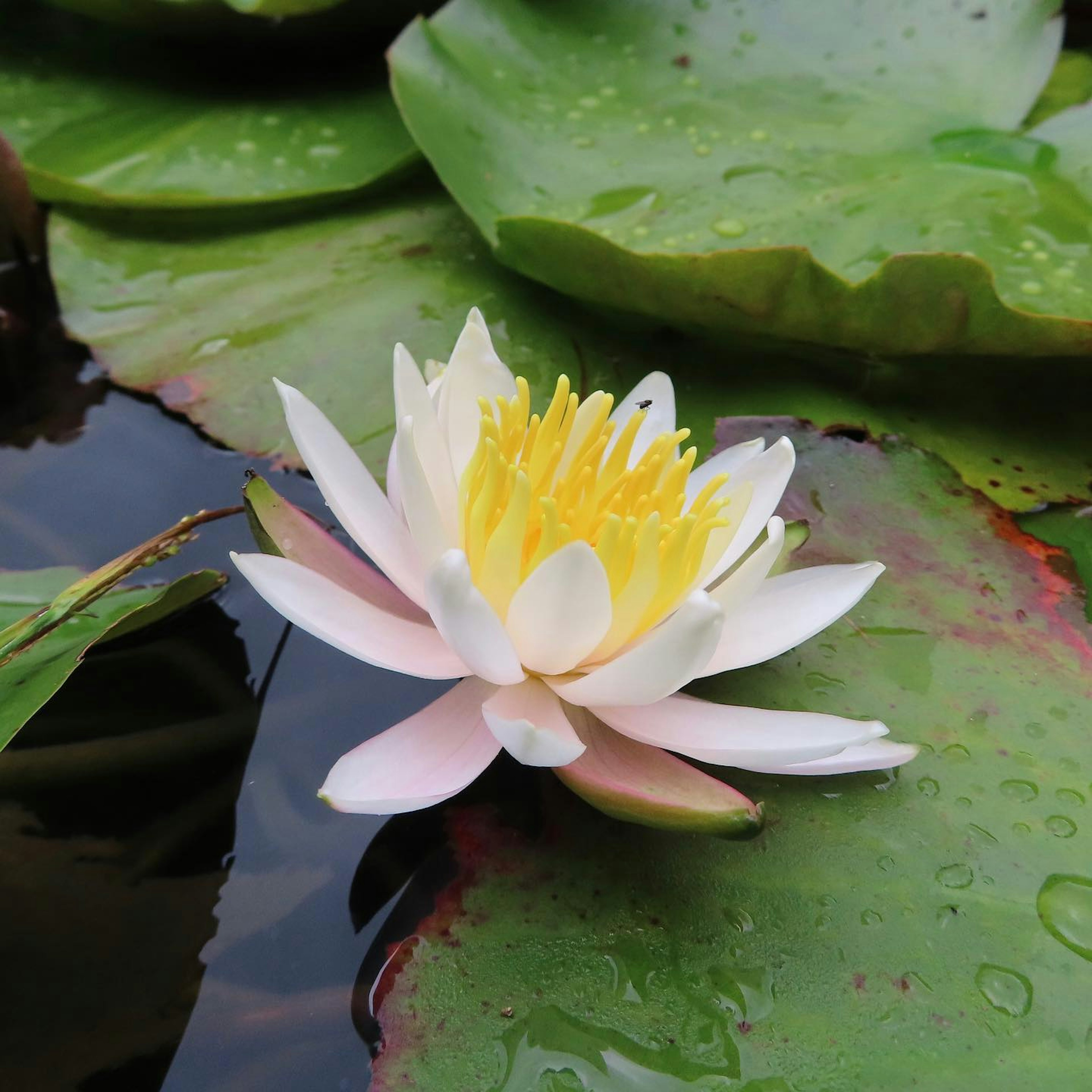 Hermosa flor de lirio de agua flotando en la superficie con hojas verdes