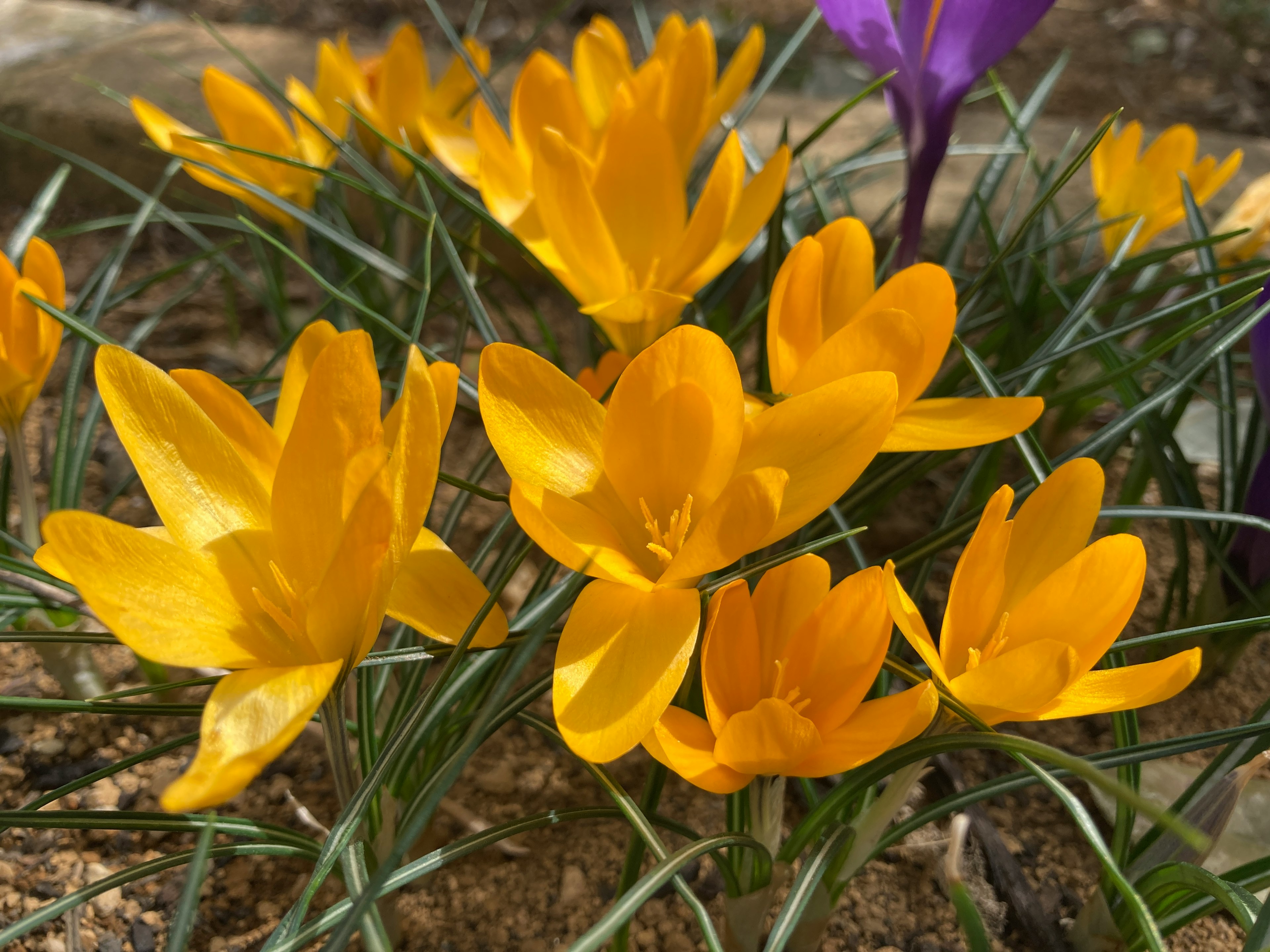 Lebendige gelbe Krokusse blühen in einem Garten