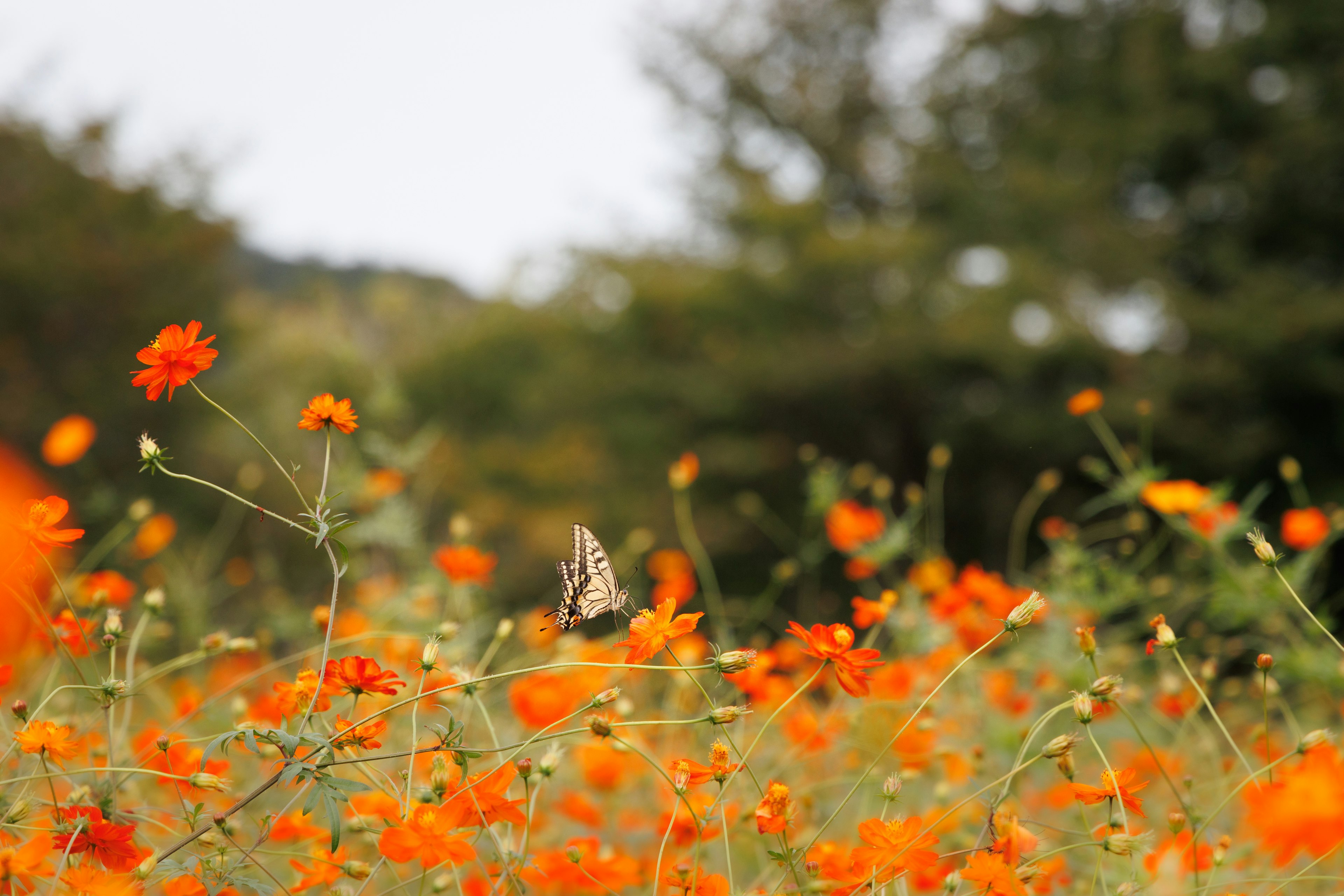 Papillon volant parmi des fleurs orange dans un champ