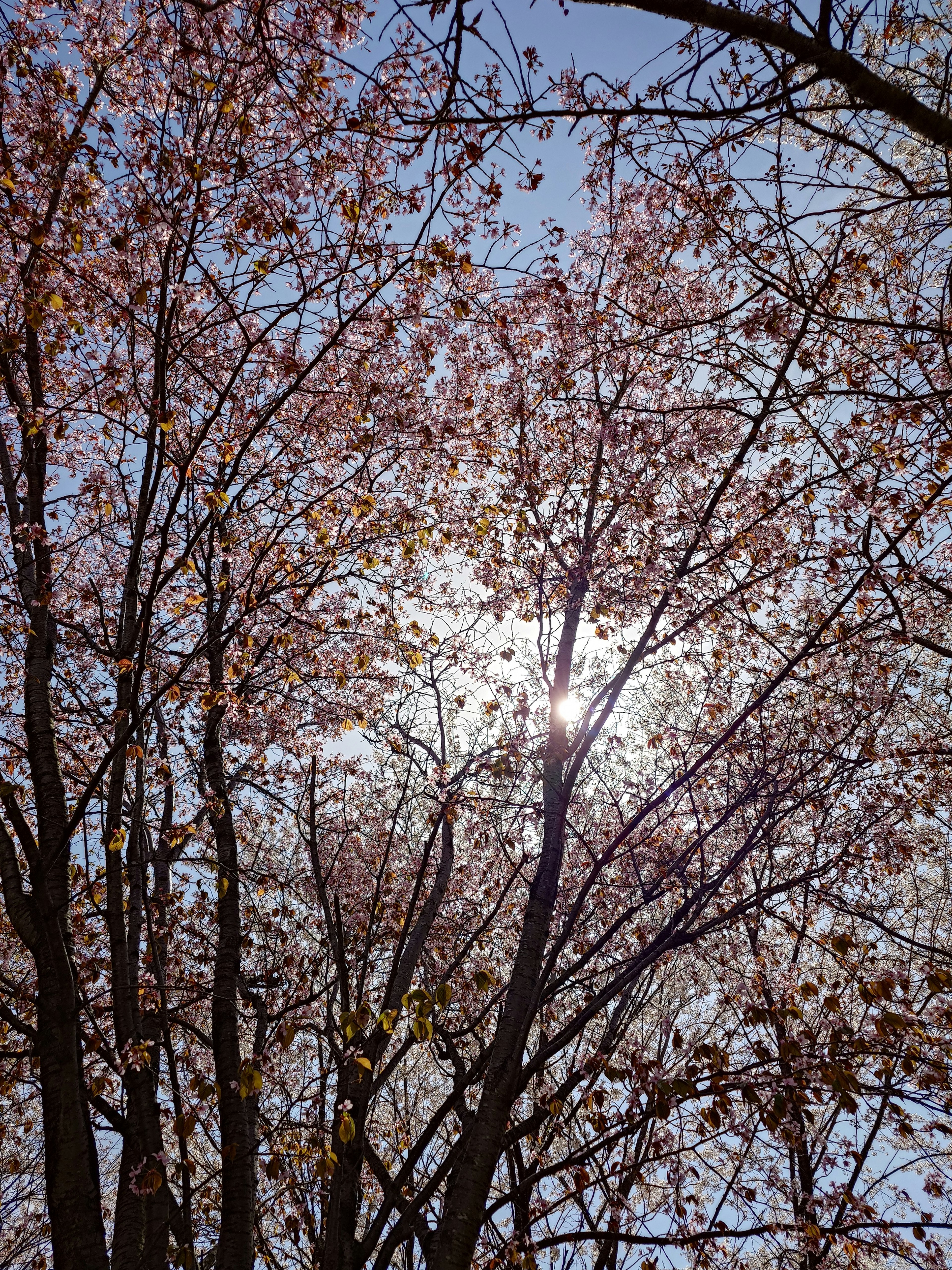 Silueta de cerezos en flor contra un cielo azul