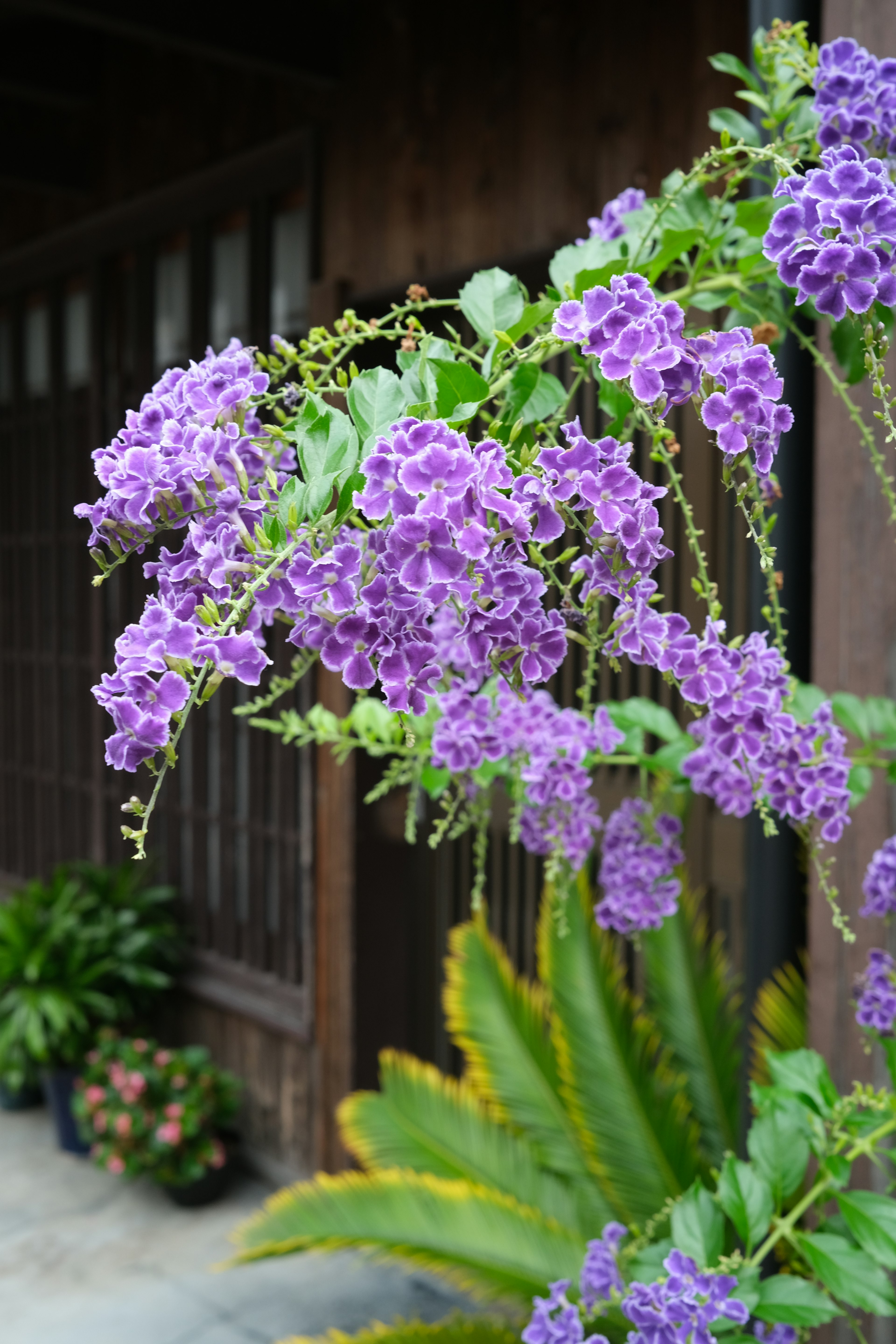 Acercamiento de planta con flores moradas y fondo de madera con follaje verde