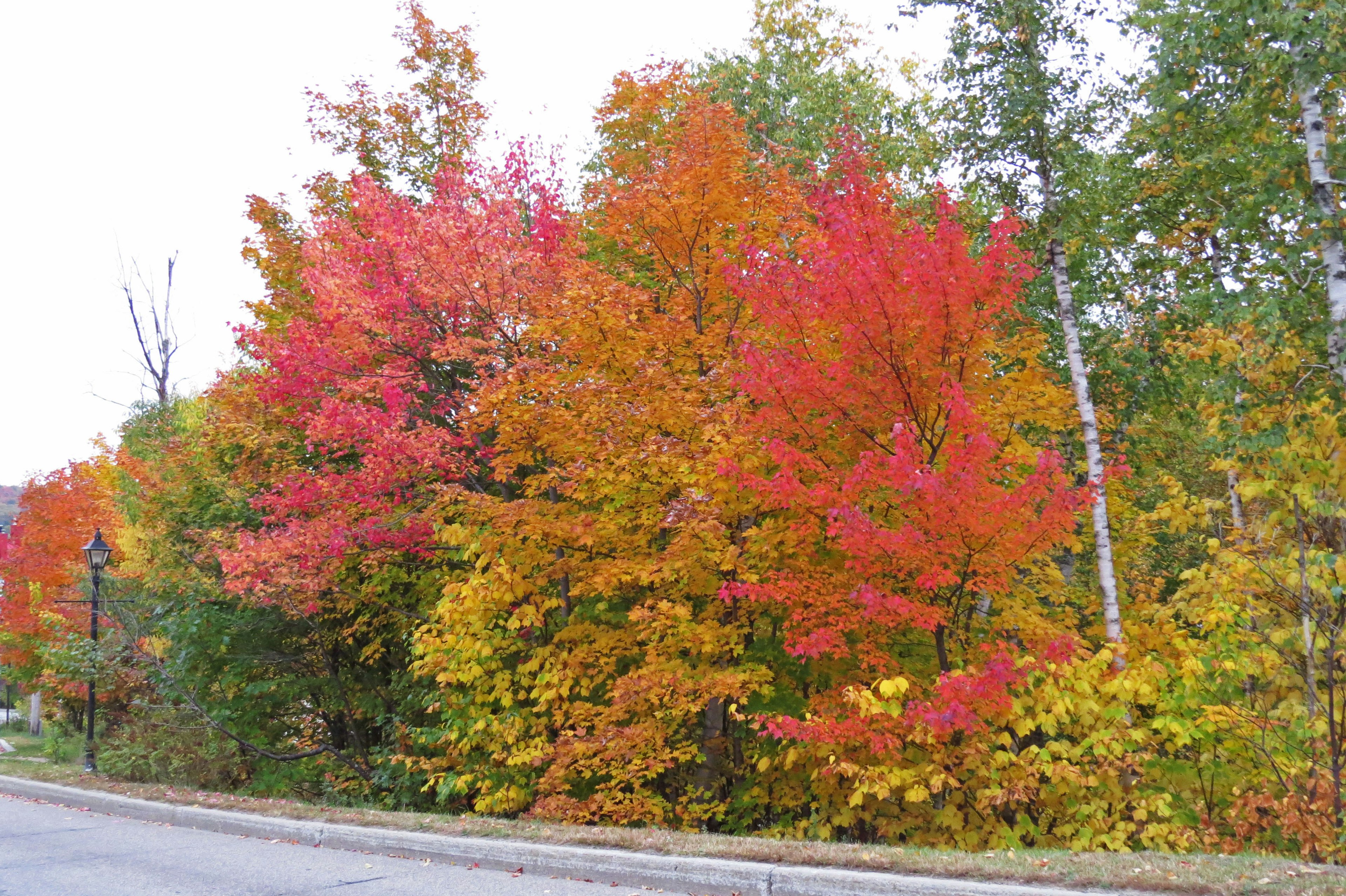 Lebendige Herbstlaub mit bunten Bäumen