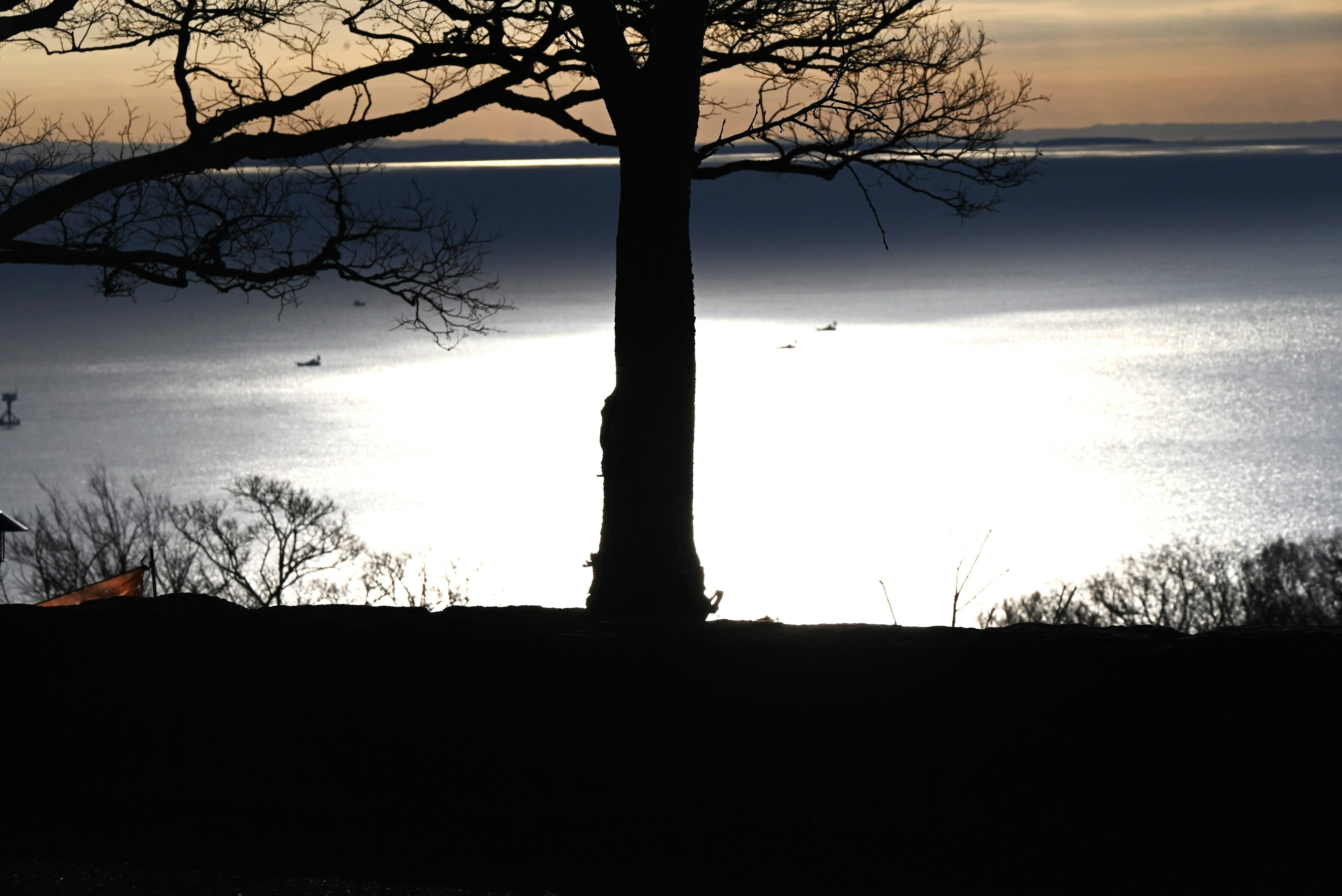 Silhouette eines Baumes gegen ein Meer im Dämmerlicht