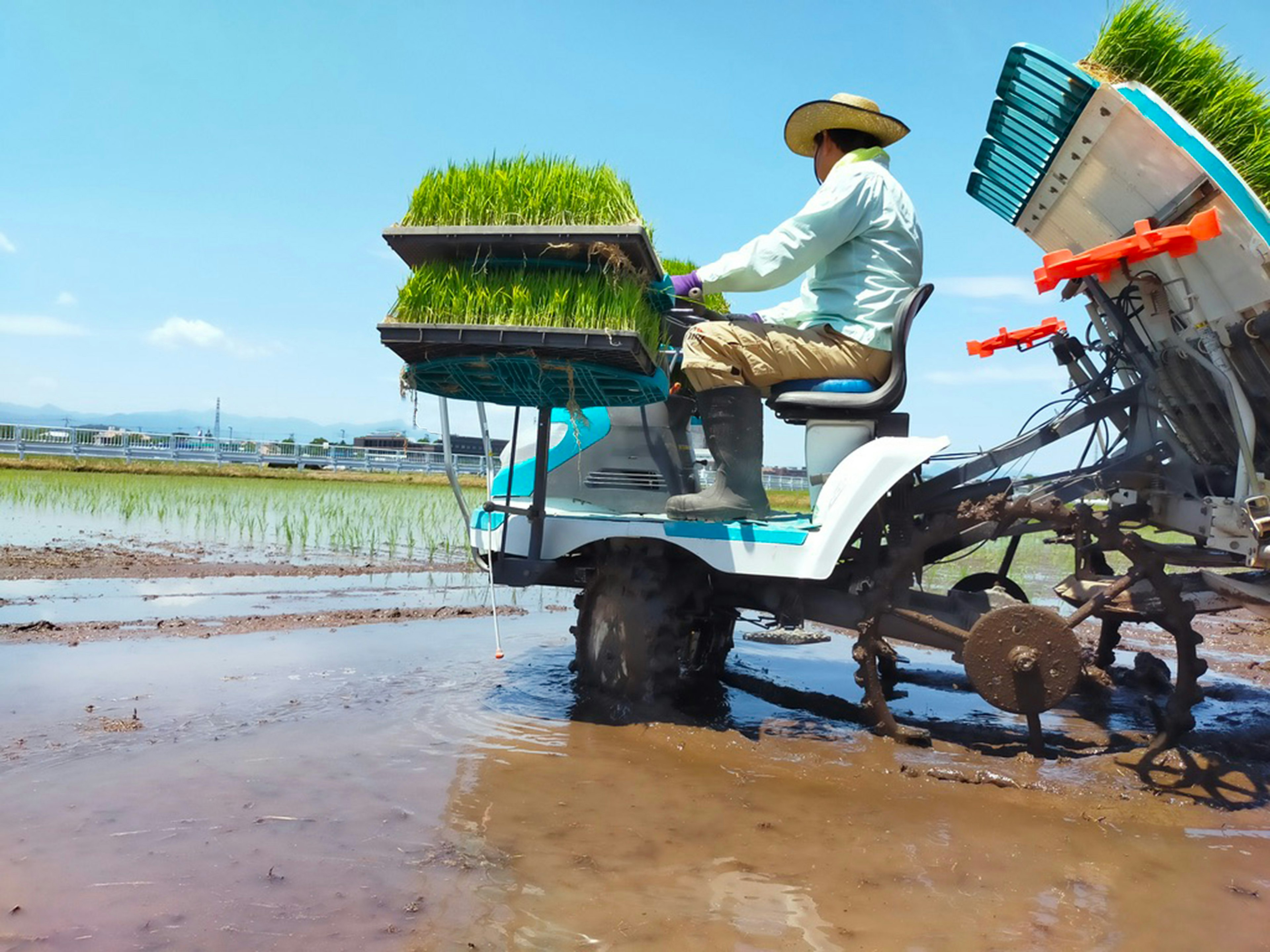 Agricultor plantando arroz con una máquina en un campo inundado