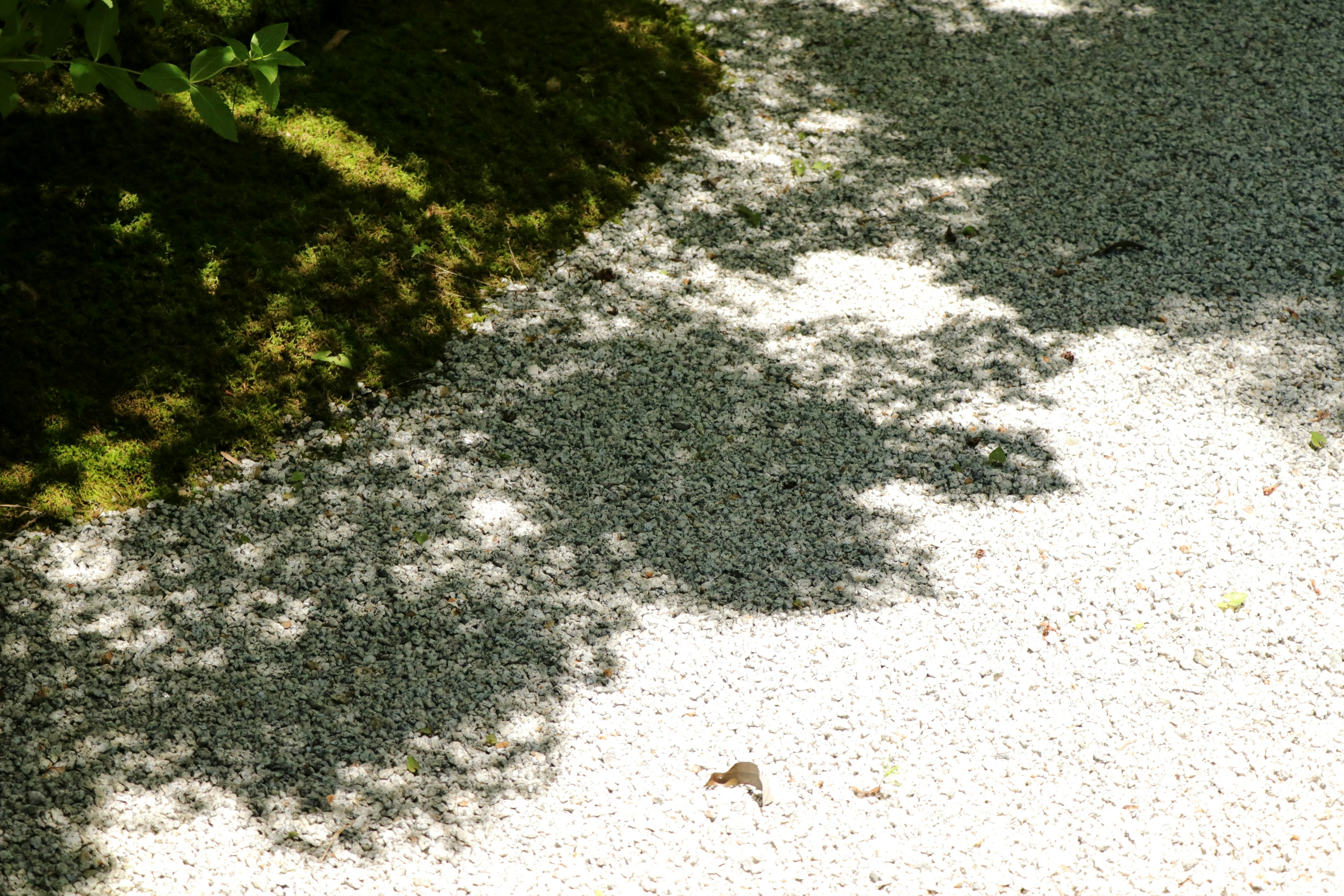 Shadows of green leaves on white sand with natural textures