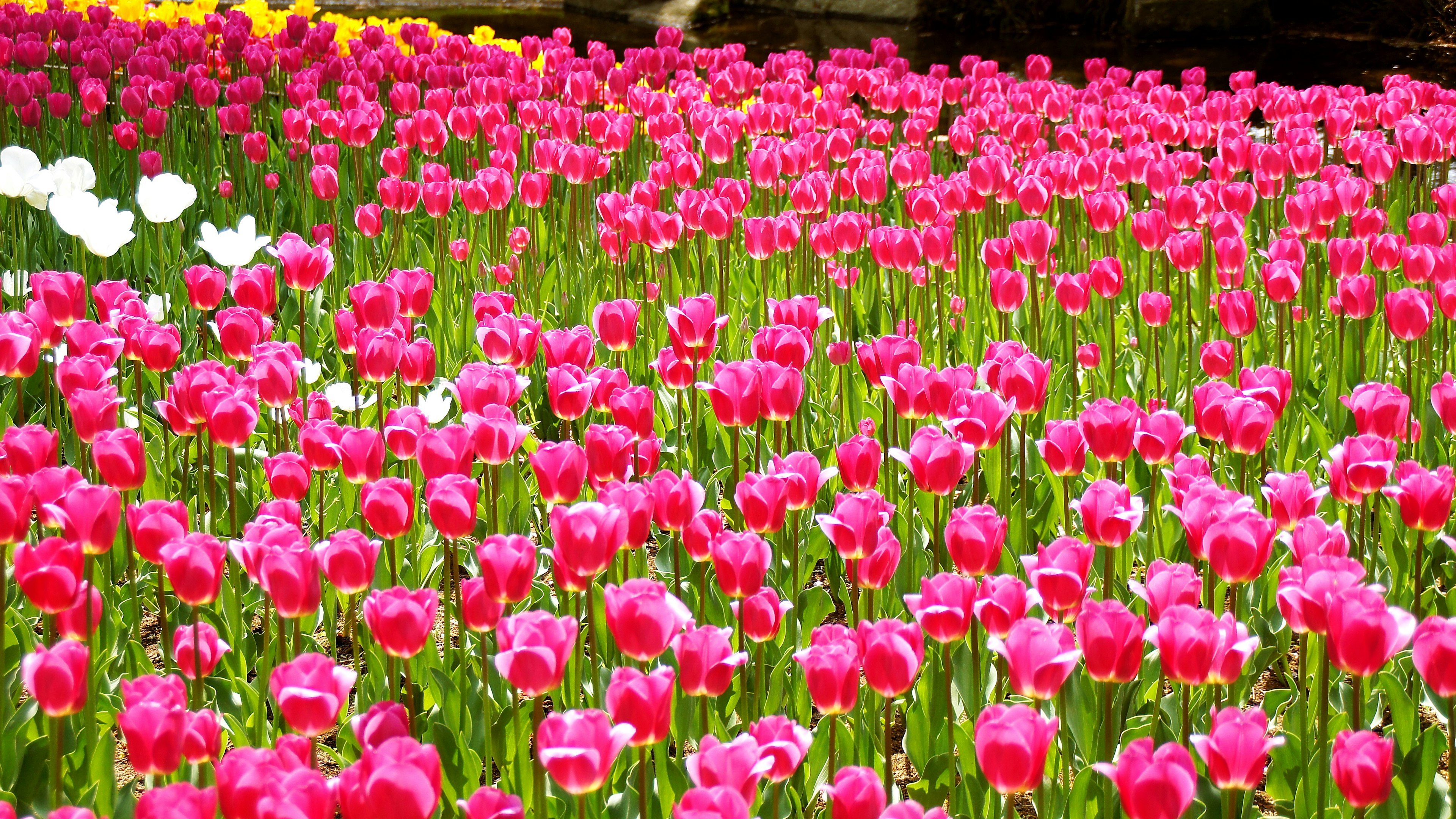 Campo de tulipanes vibrantes con flores rosas y blancas