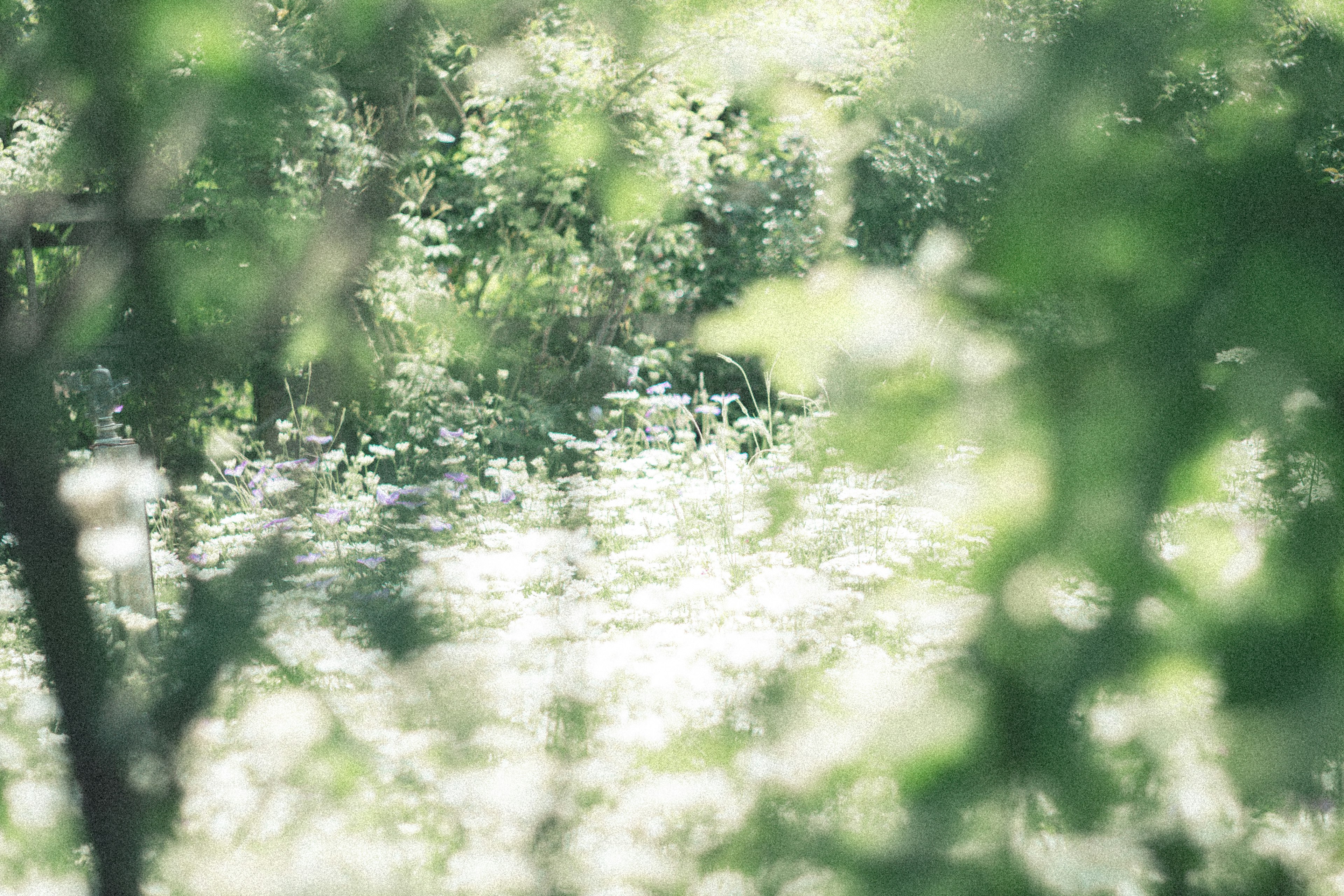 Une scène de fleurs blanches entourées de feuilles vertes dans une lumière douce