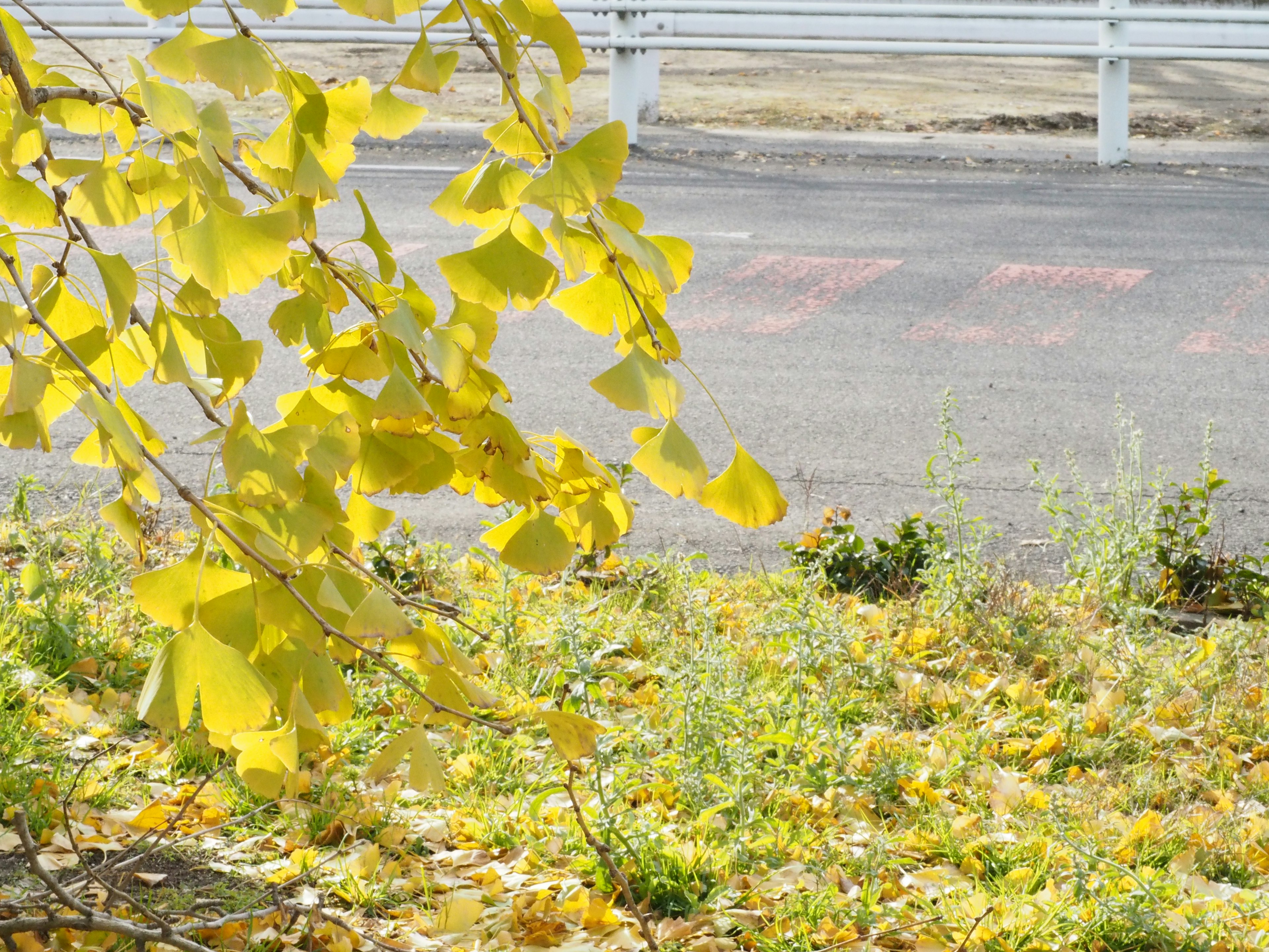 黄色い葉が生い茂る木の枝と草地の景色