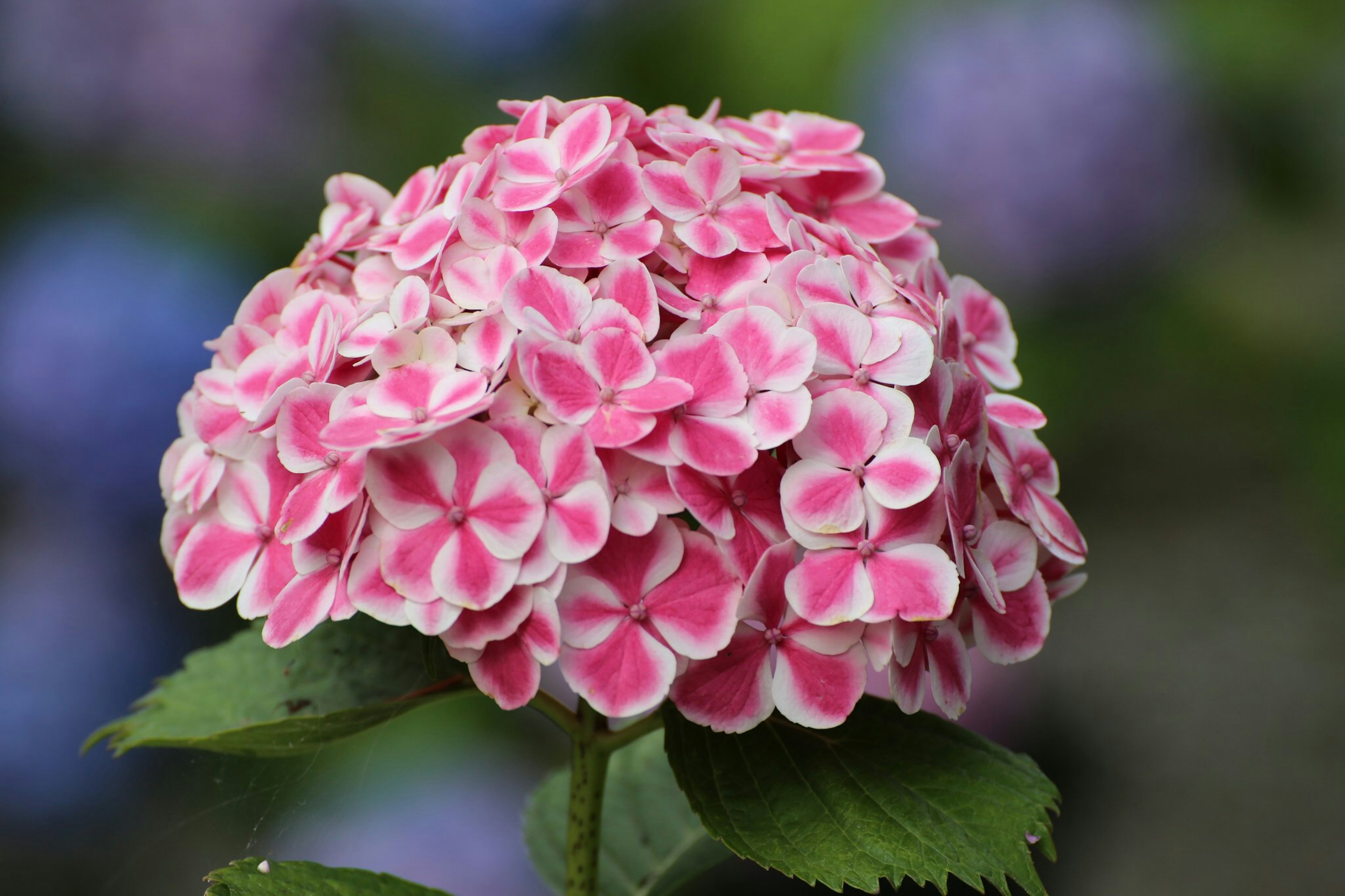 Primo piano di un fiore di ortensia rosa e bianca