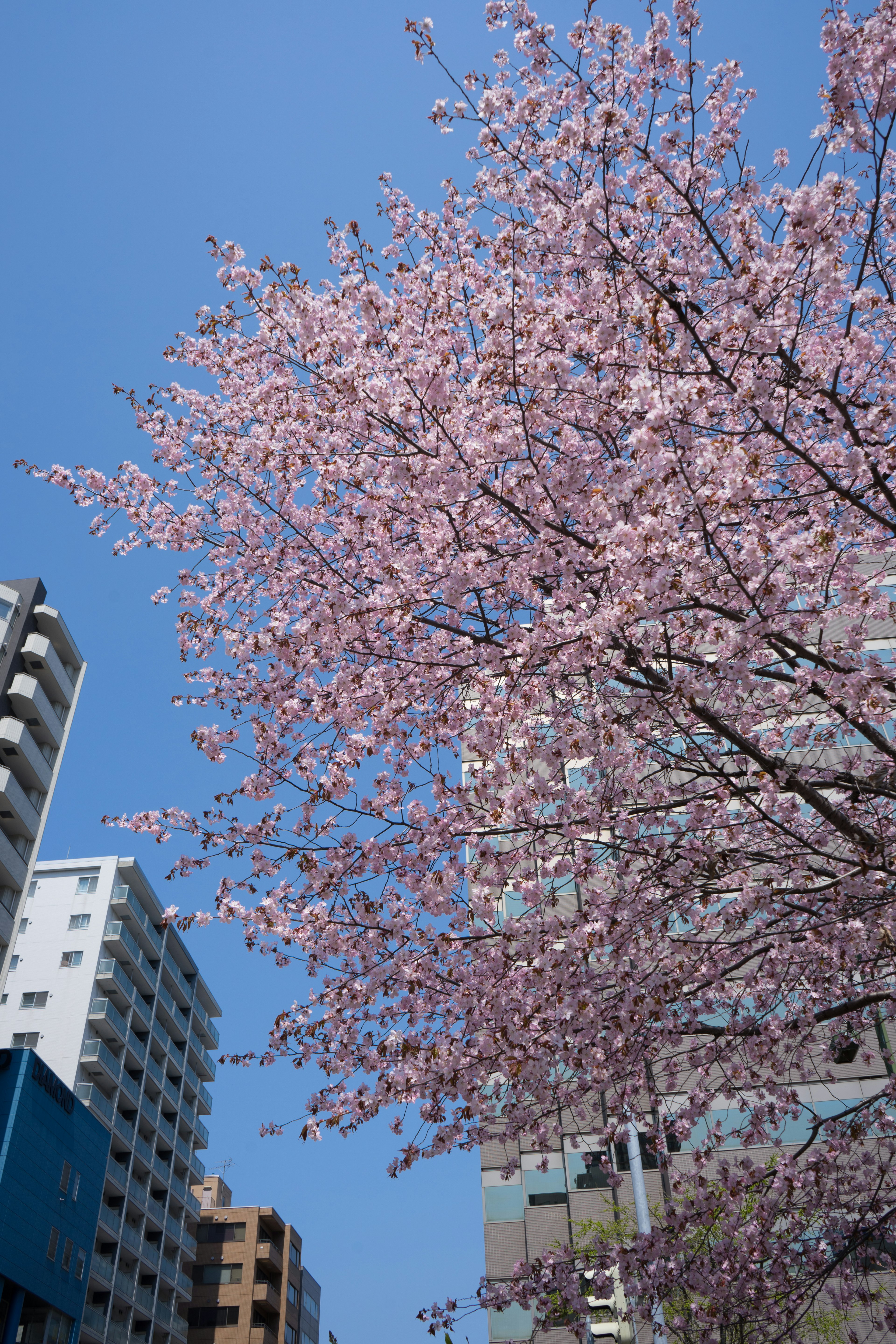 Pohon sakura mekar penuh dengan bunga merah muda di latar belakang langit biru