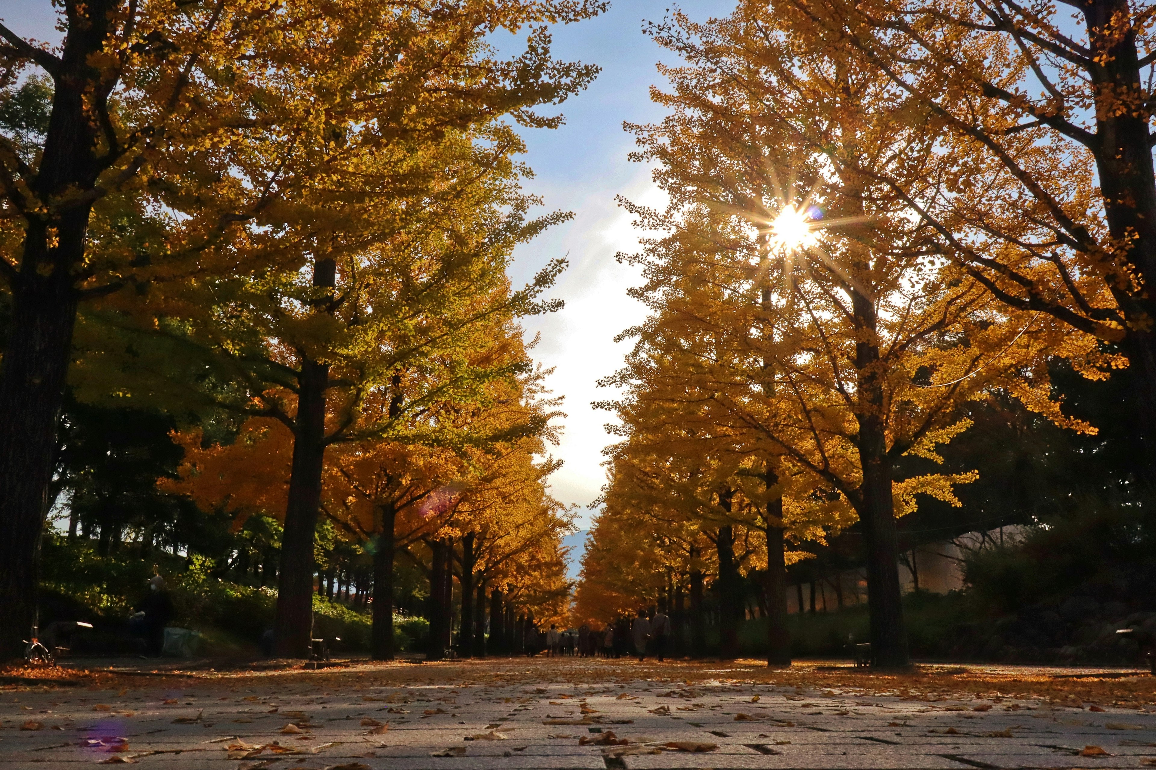 Scenic view of ginkgo trees in autumn sunlight