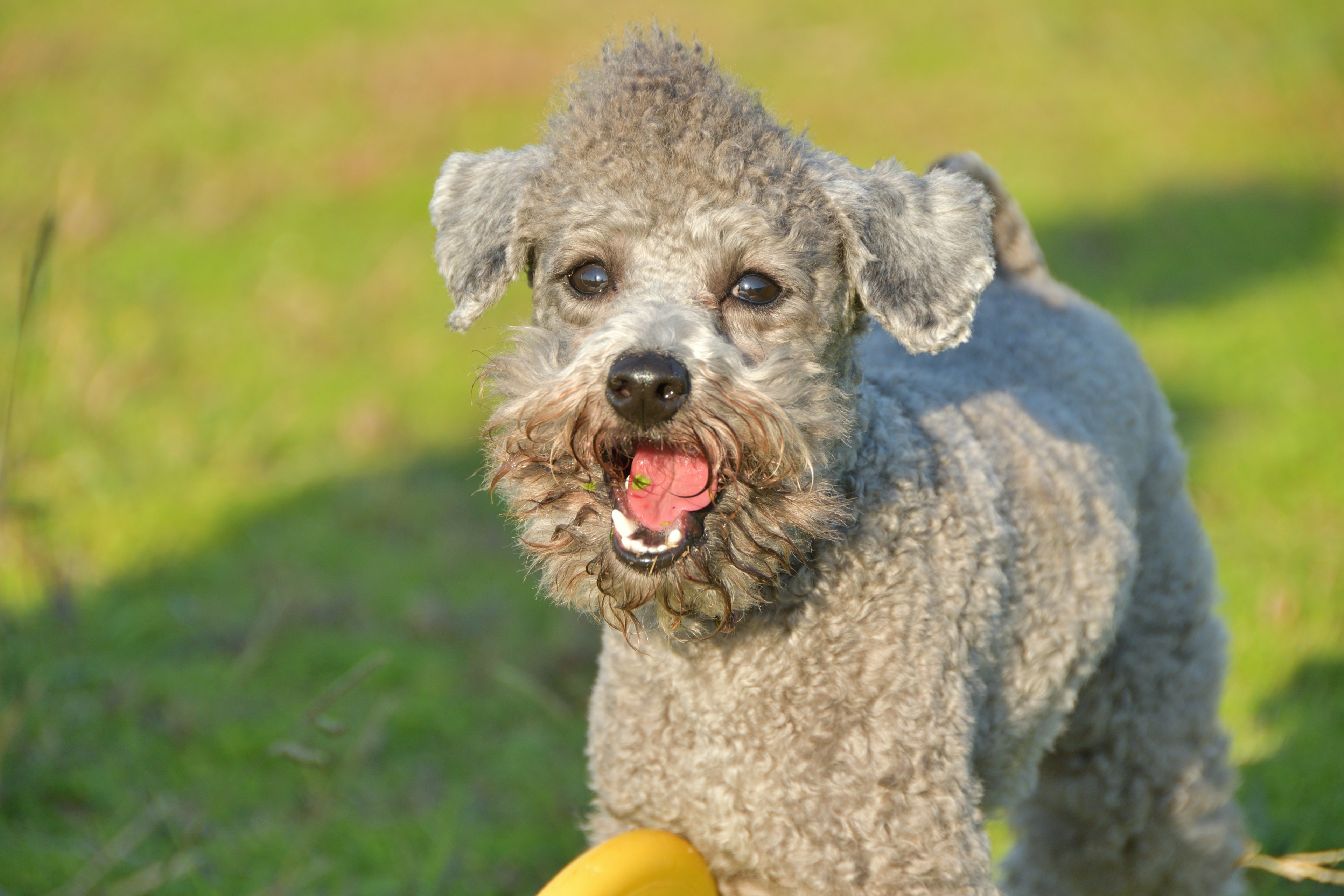 Glücklicher Hund, der im Freien spielt