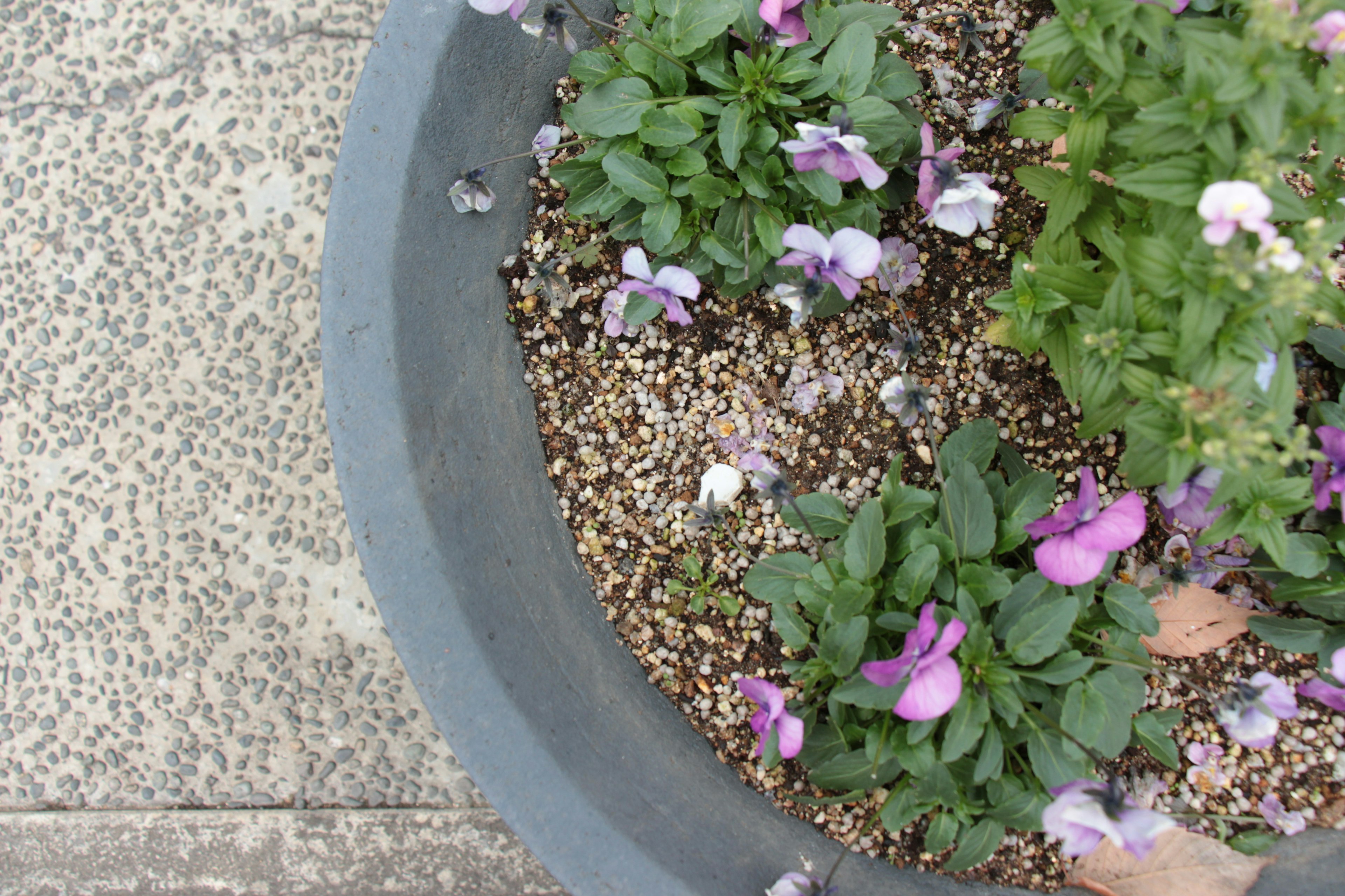 Fiori viola e foglie verdi in un vaso grigio