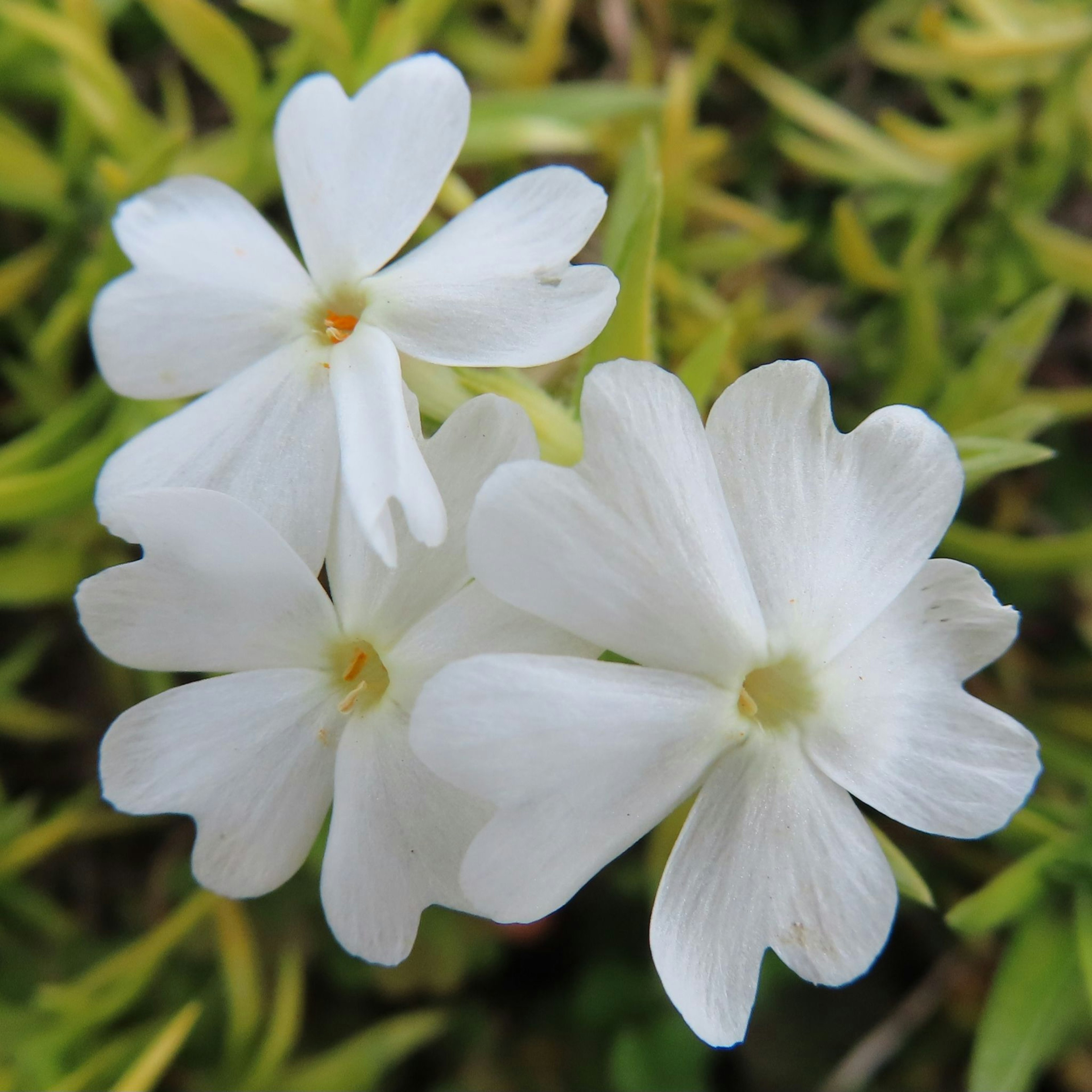 Three white flowers clustered together against a green background