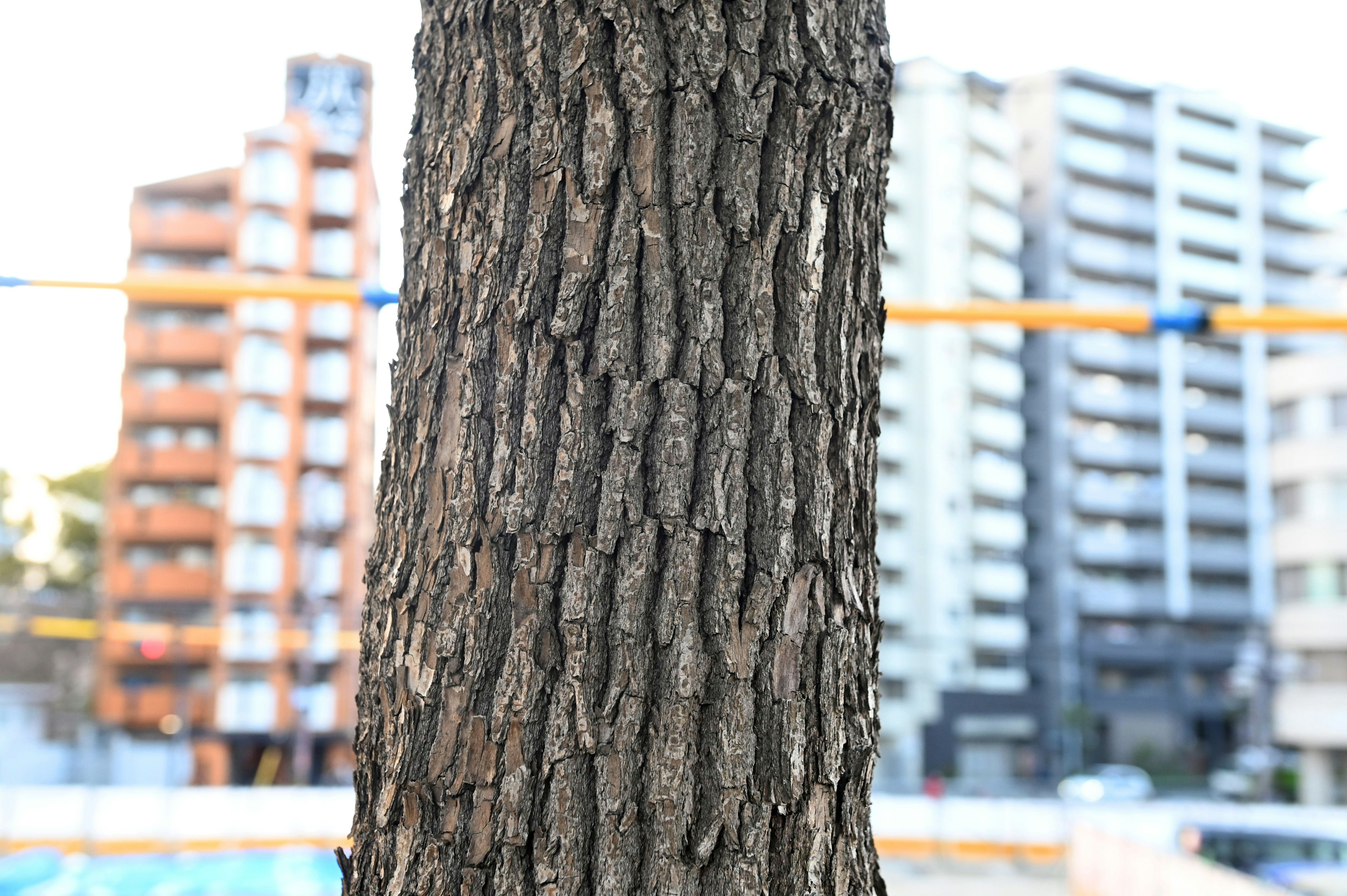 Tree trunk with a backdrop of modern buildings