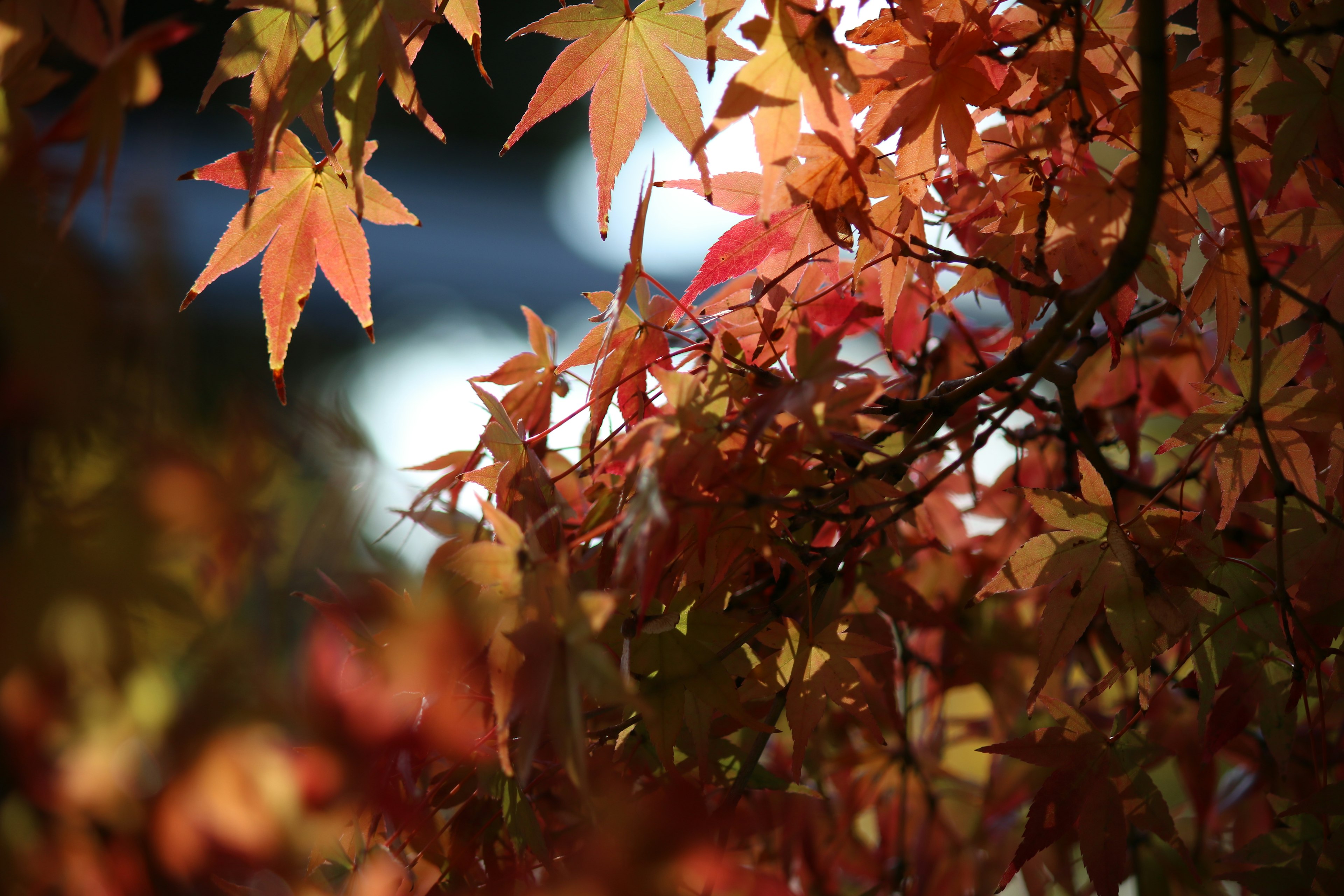 Autumn leaves in vibrant red and orange hues filtering sunlight