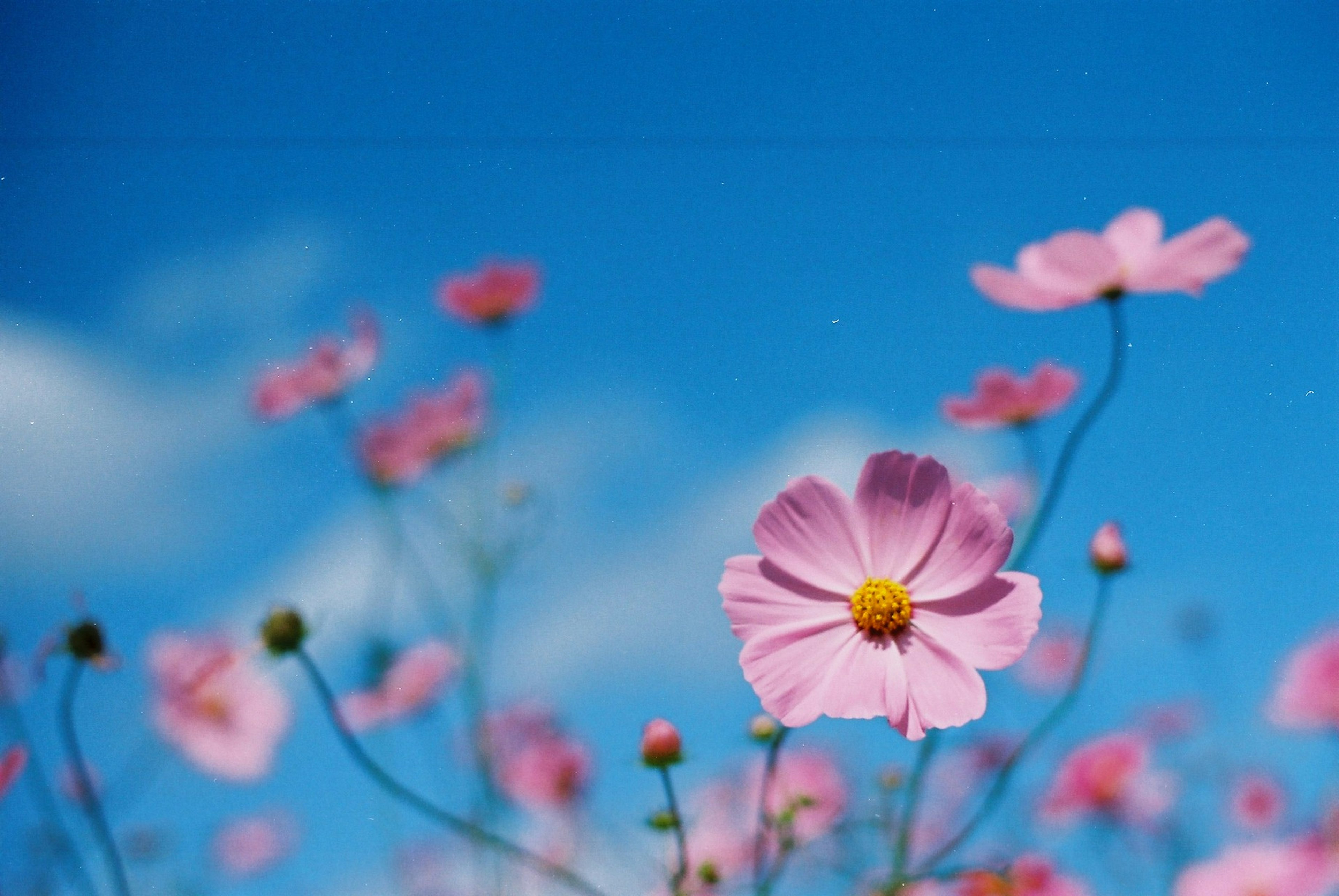 Primo piano di fiori rosa contro un cielo blu