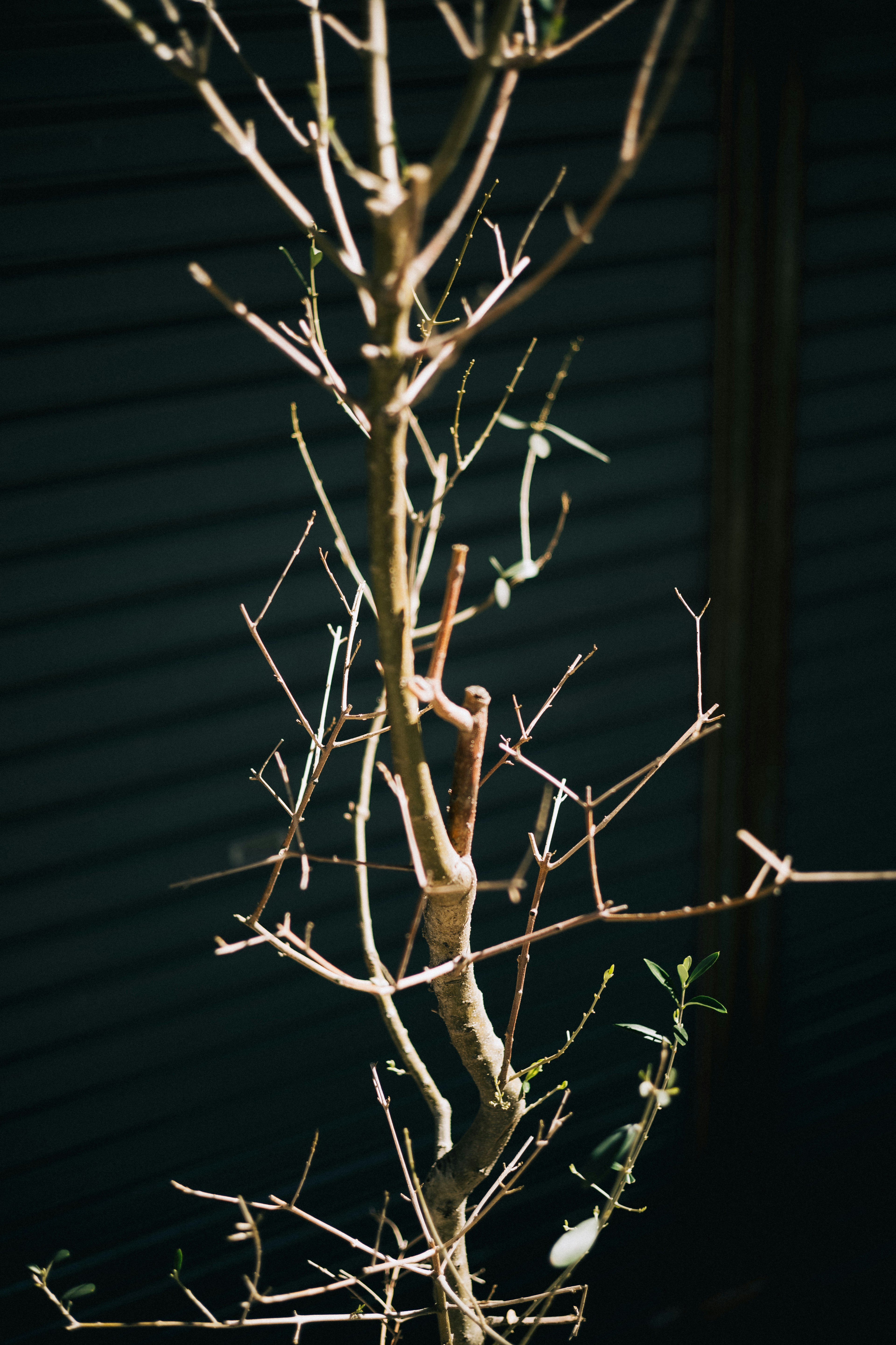 Un tronco de árbol con ramas delgadas iluminadas en sombras