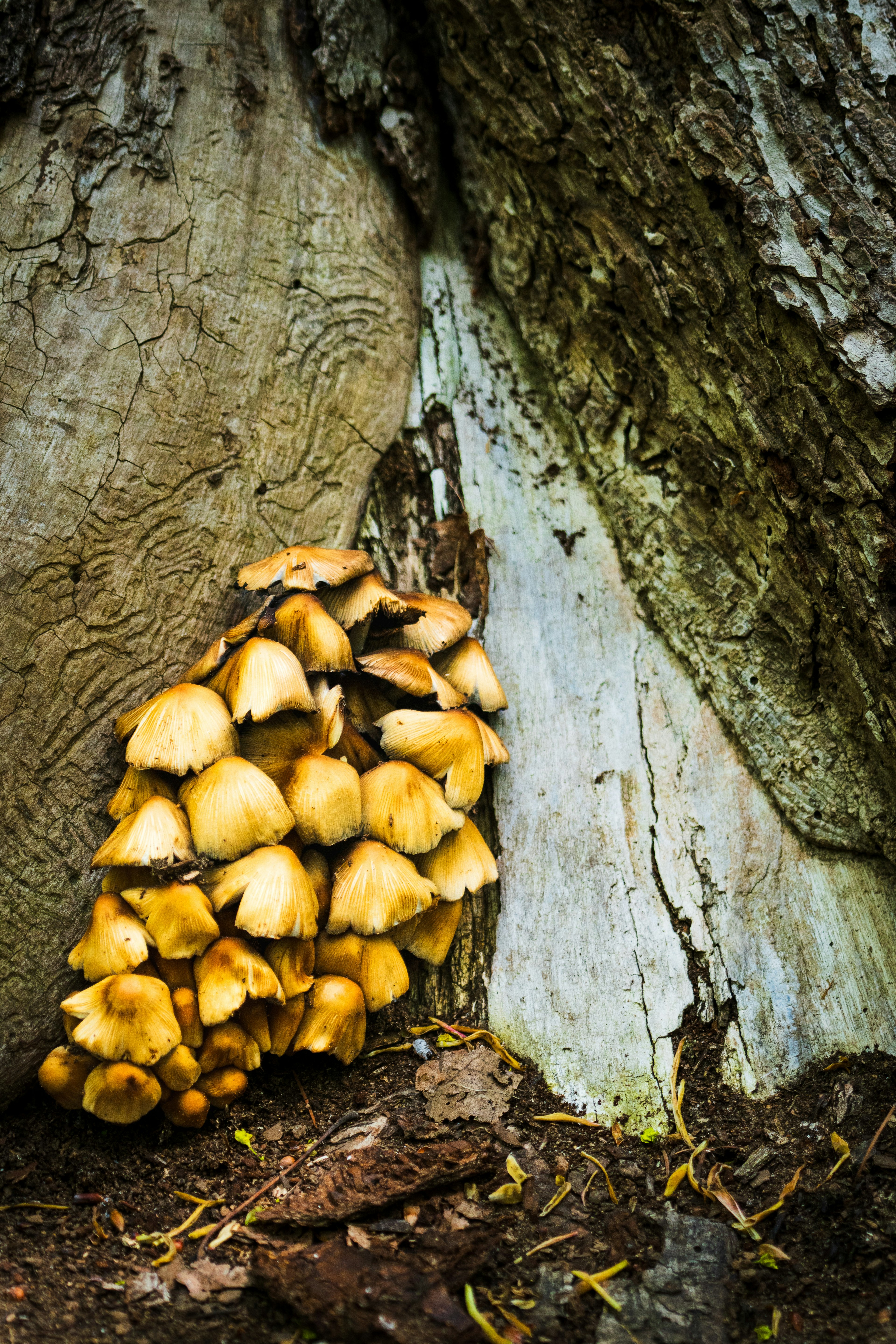 Grupo de champiñones amarillos creciendo en un tronco de árbol