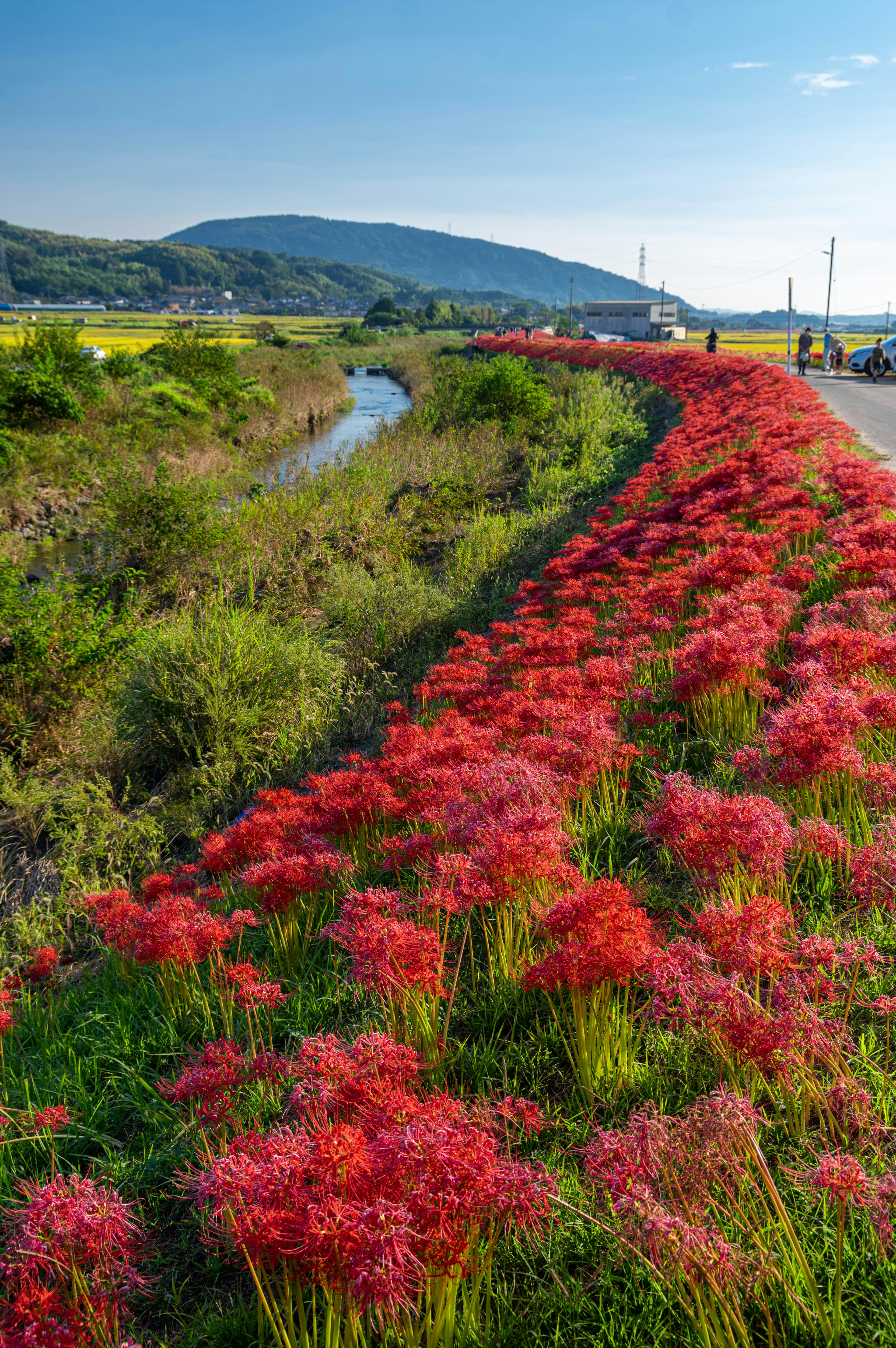 Vibrant red spider lilies blooming along a river under a clear blue sky