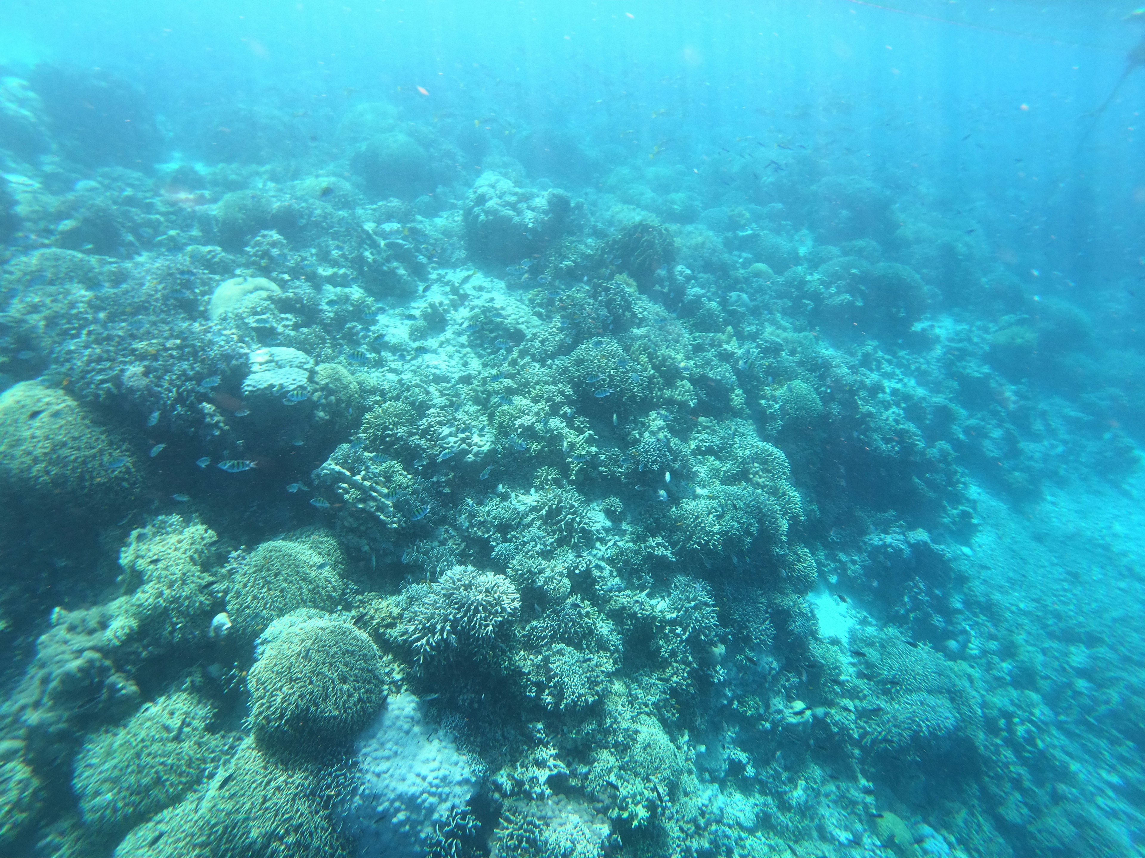 Scena subacquea di un reef corallino nell'oceano blu