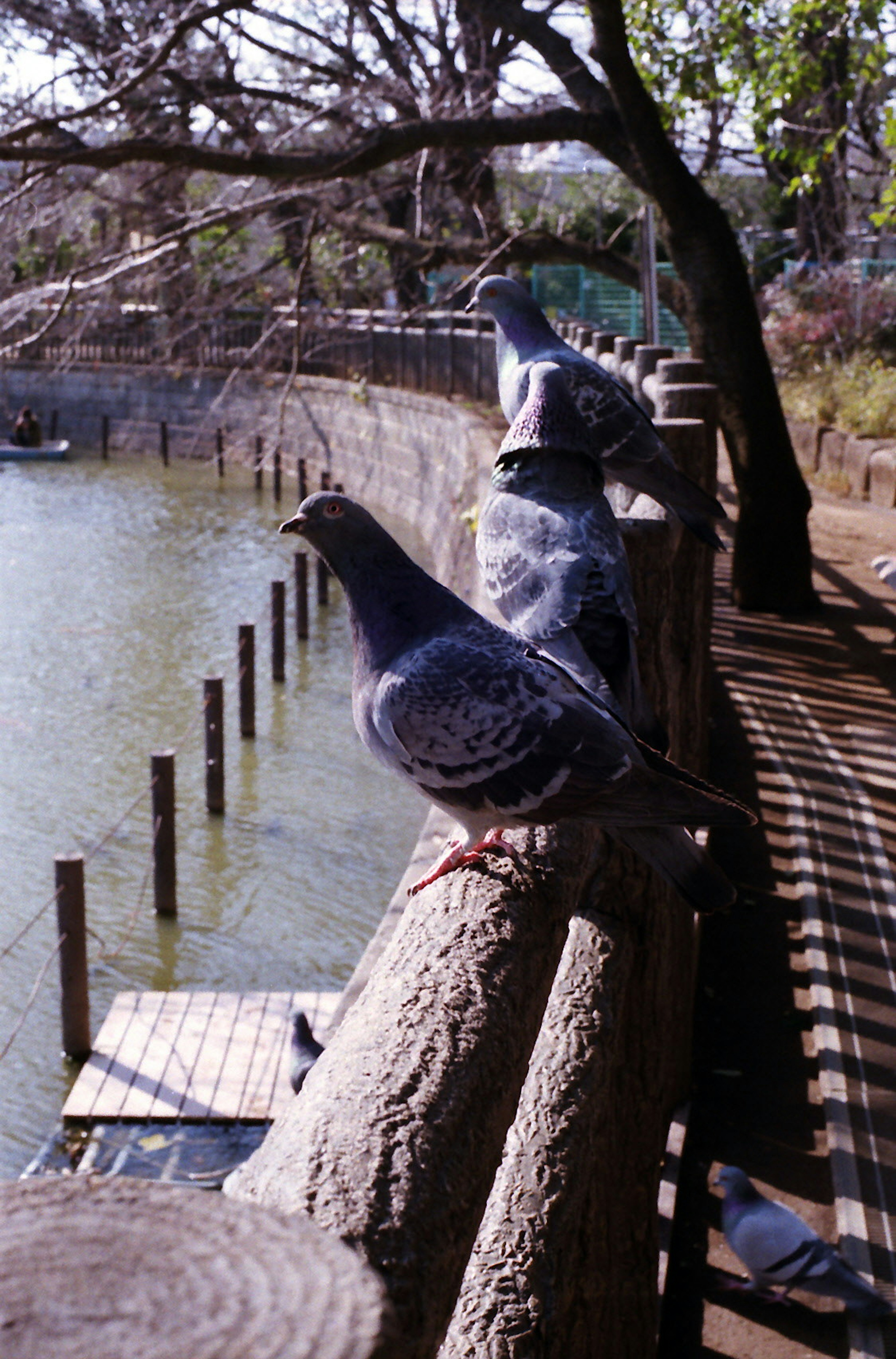 Un grupo de palomas posadas en una cerca de madera junto al agua con árboles al fondo