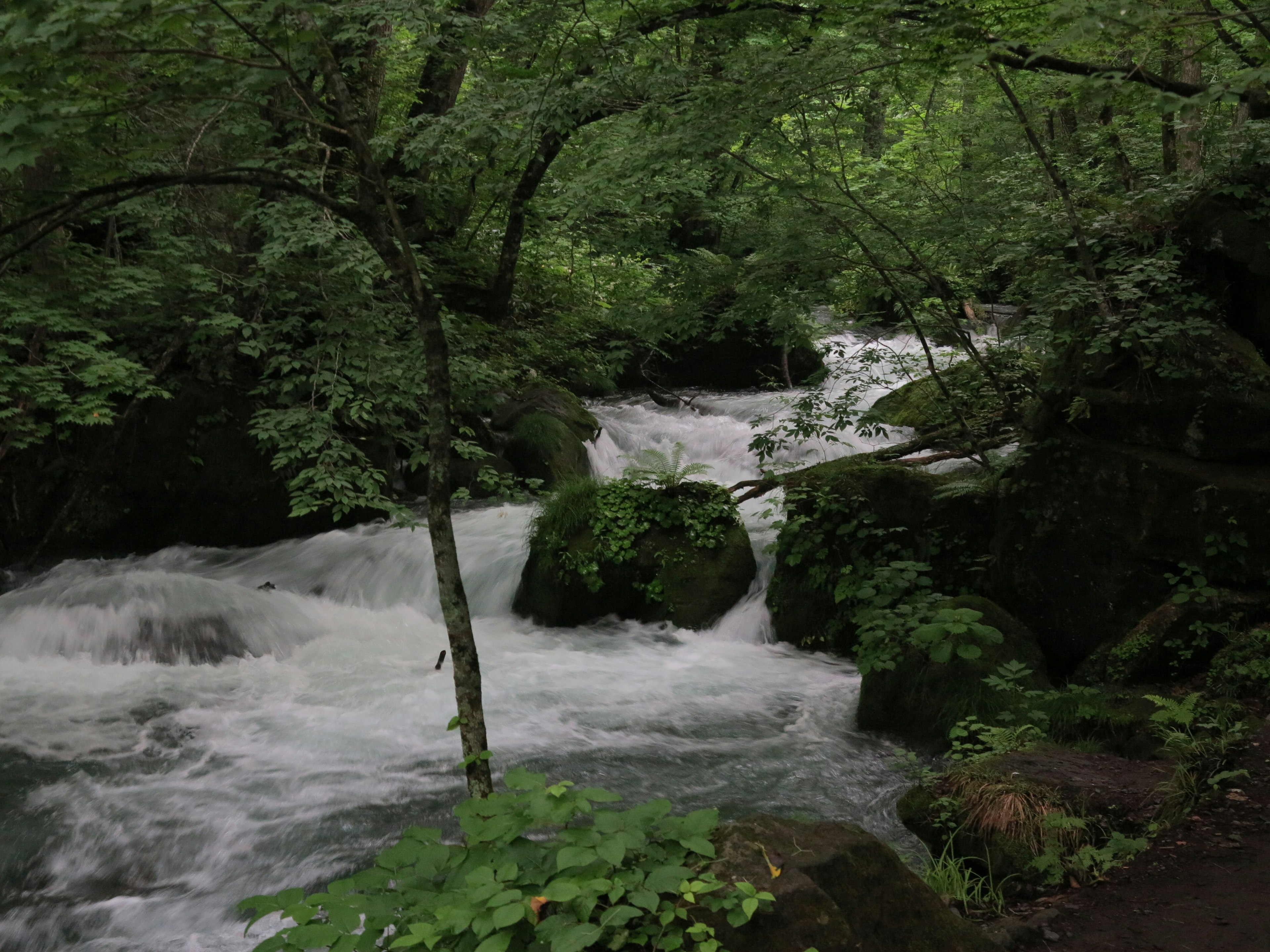 A serene stream flowing through a lush green forest