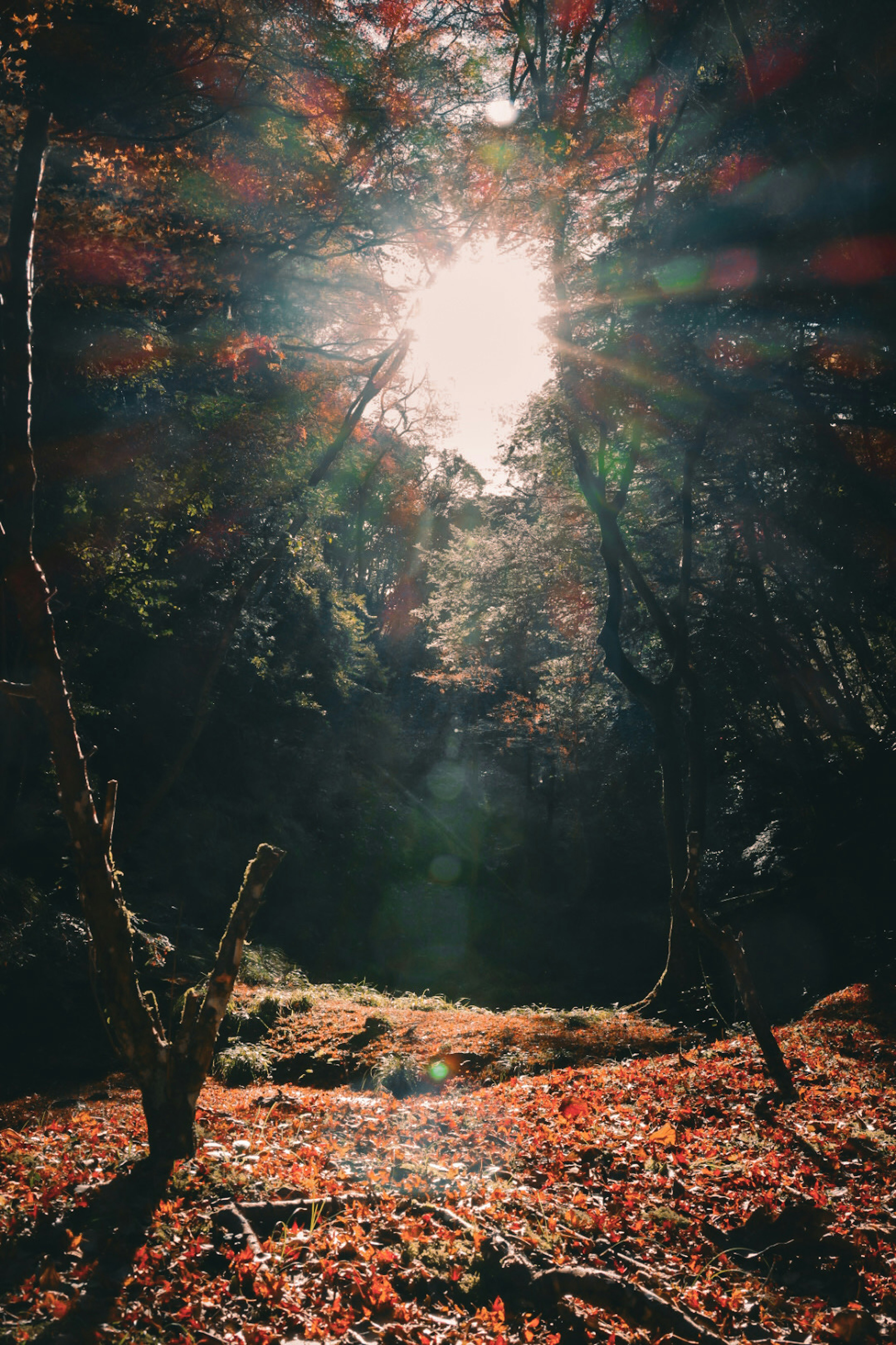 Scène forestière avec lumière traversant les arbres feuilles d'automne colorées au sol