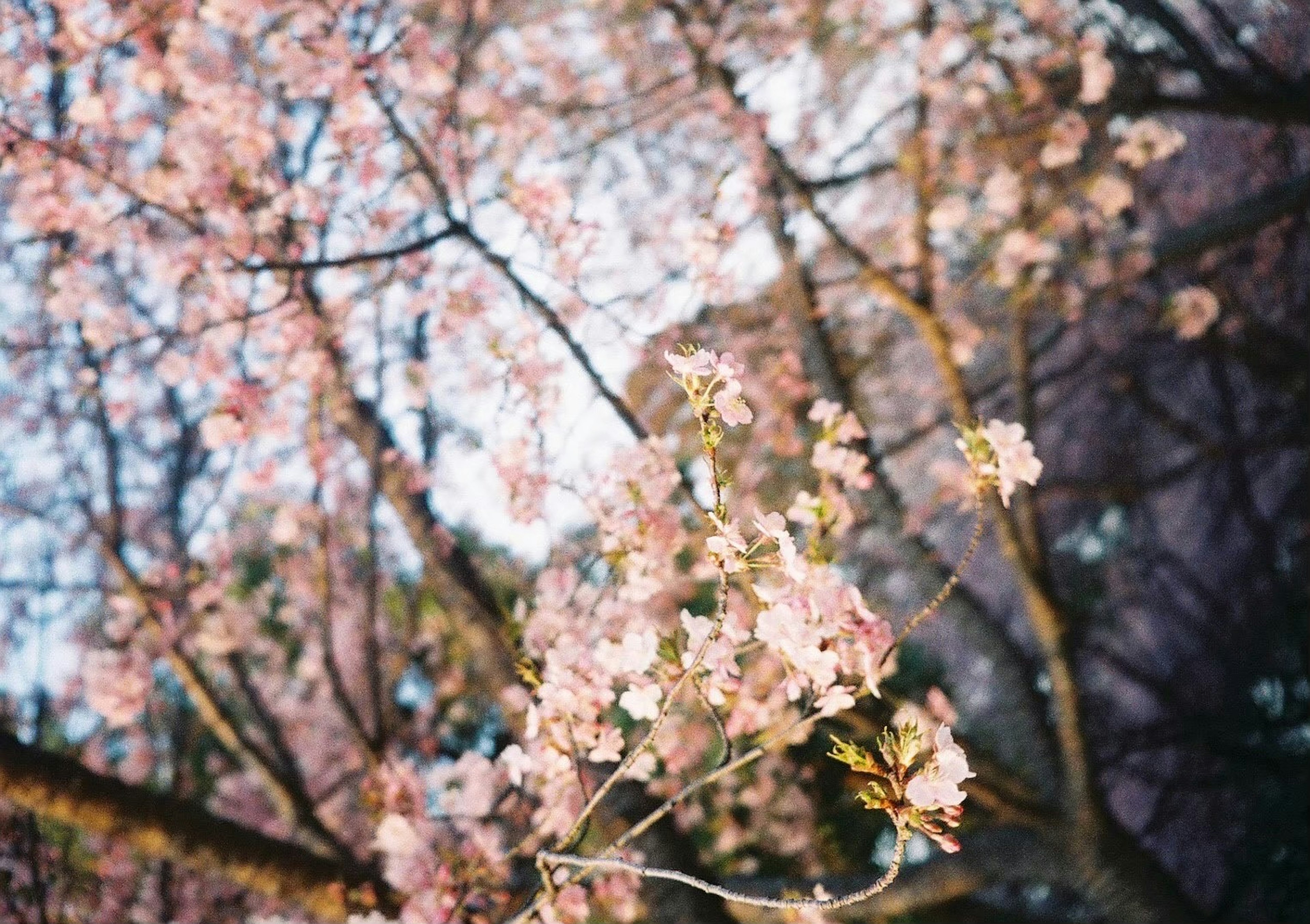 盛开的樱花树枝特写