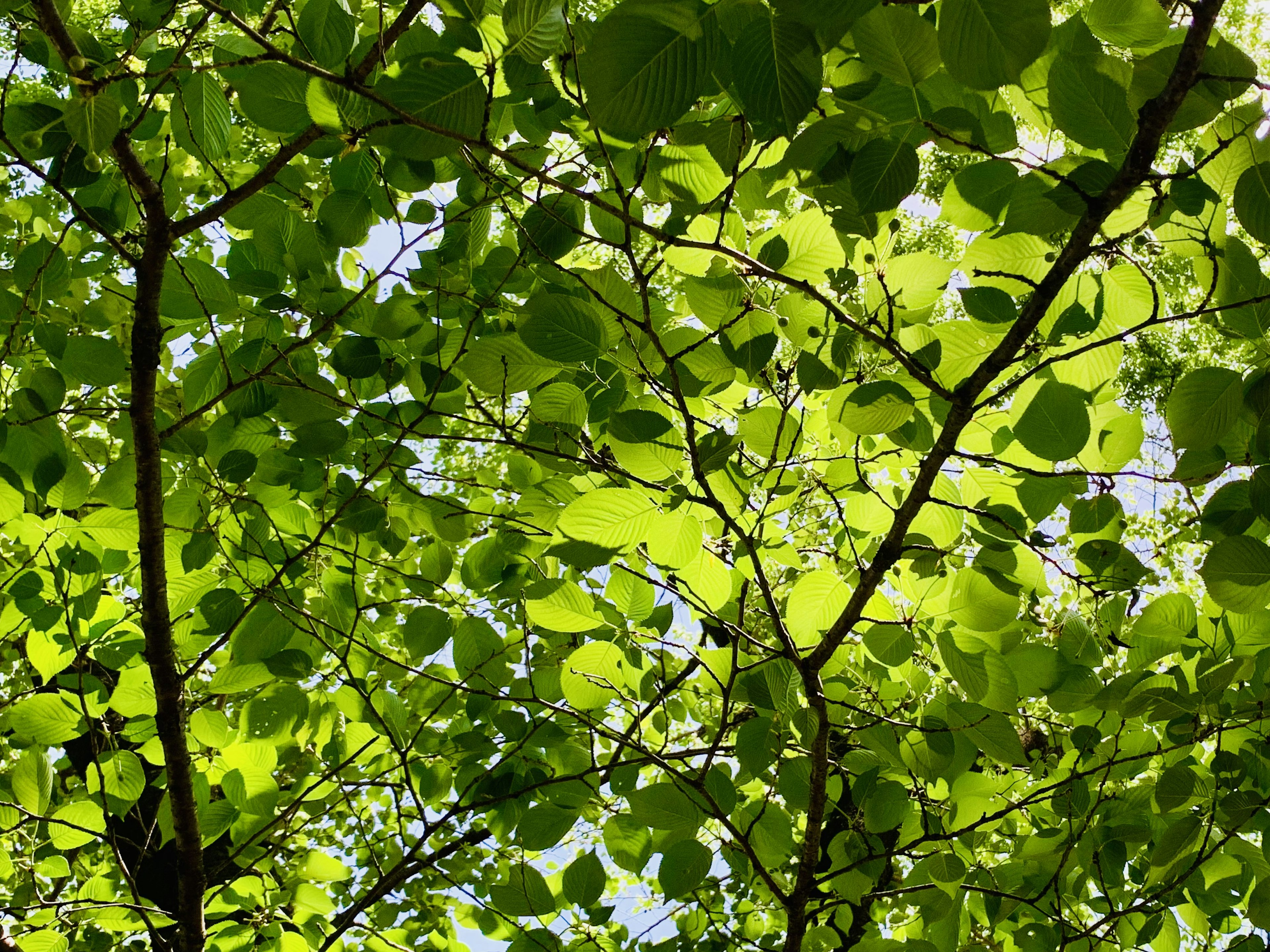 Vista desde abajo de las hojas verdes exuberantes de los árboles