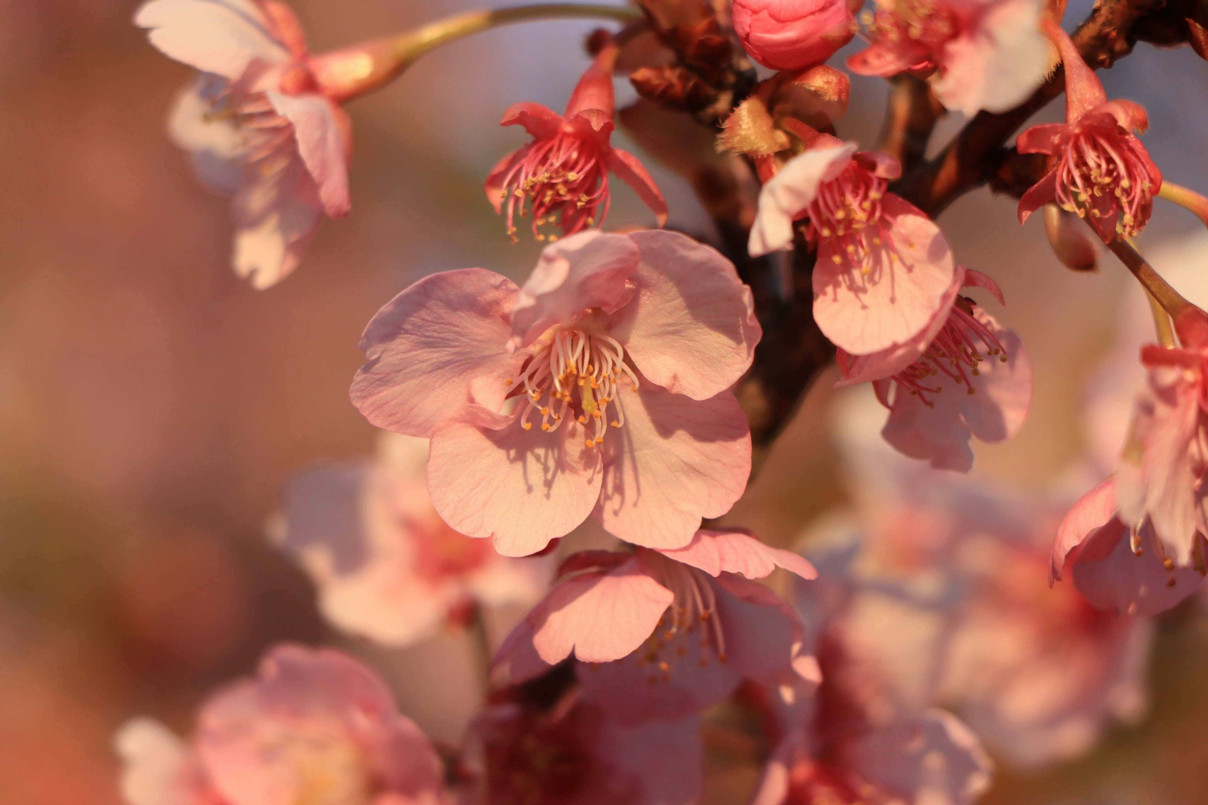 Primo piano di fiori di ciliegio con petali rosa morbidi e stami dorati