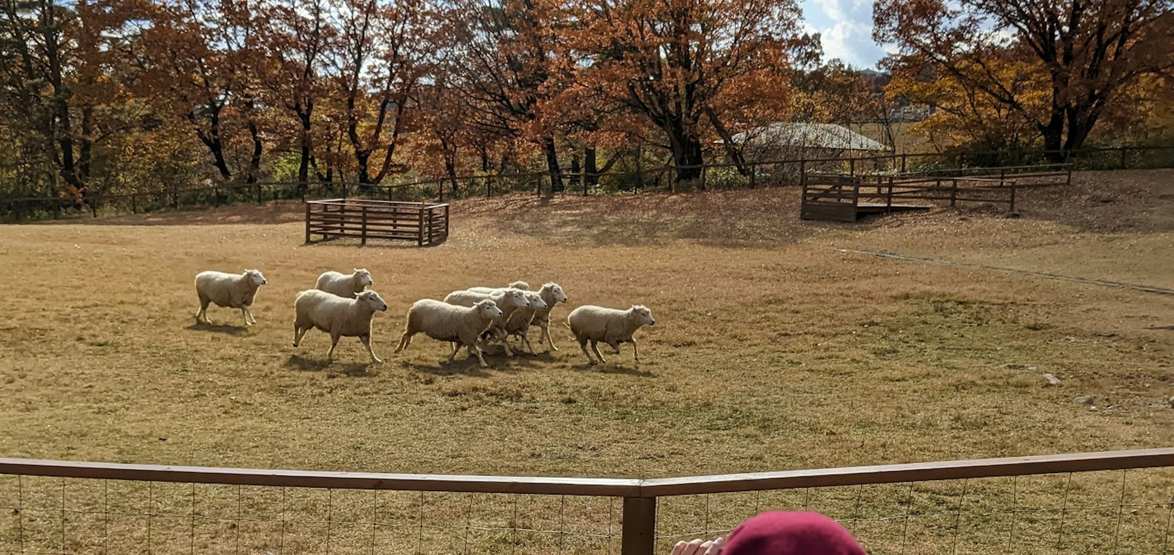 Sheep grazing in an autumn landscape with trees