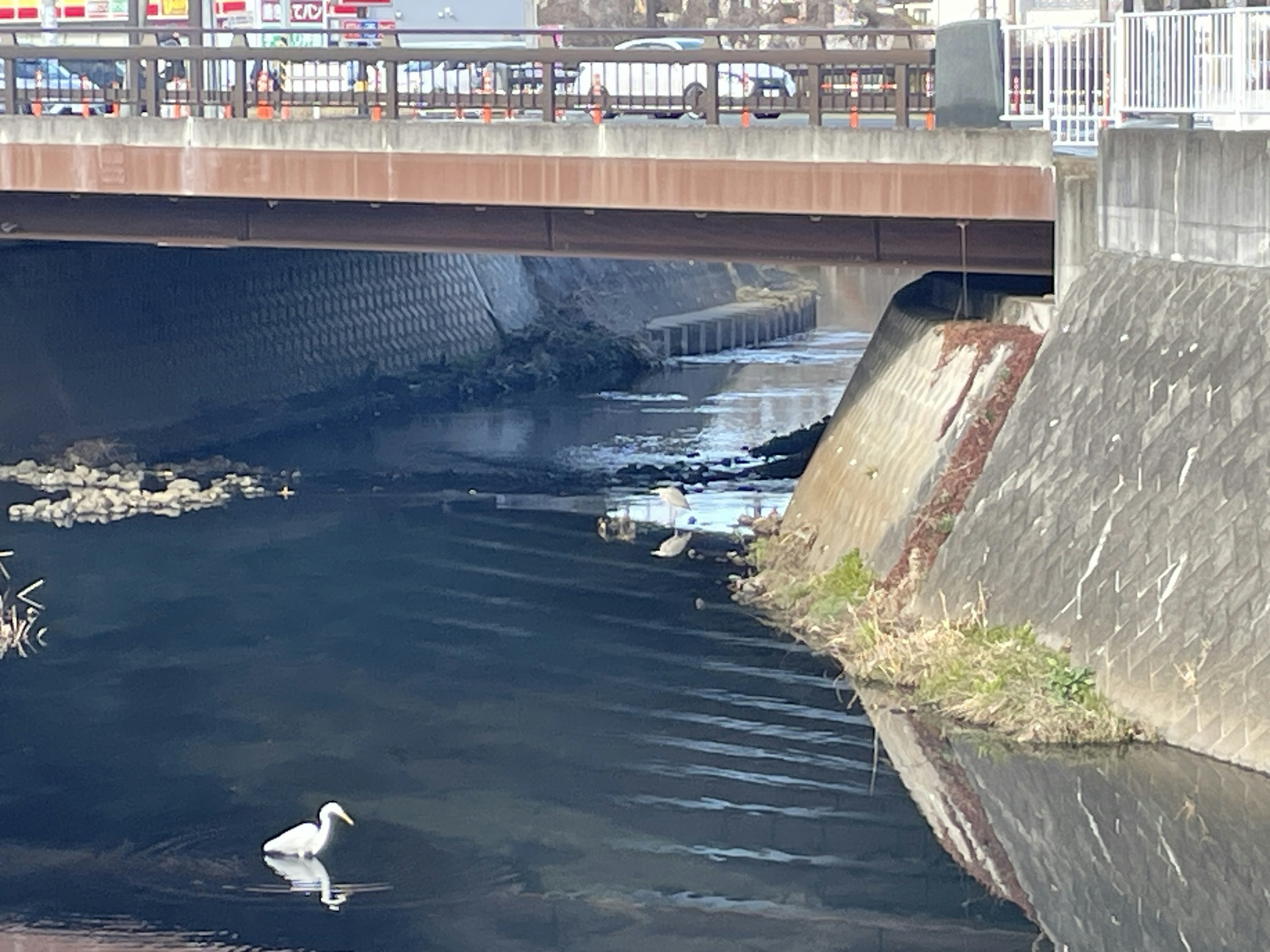 A white heron standing in a river beneath a bridge with flowing water