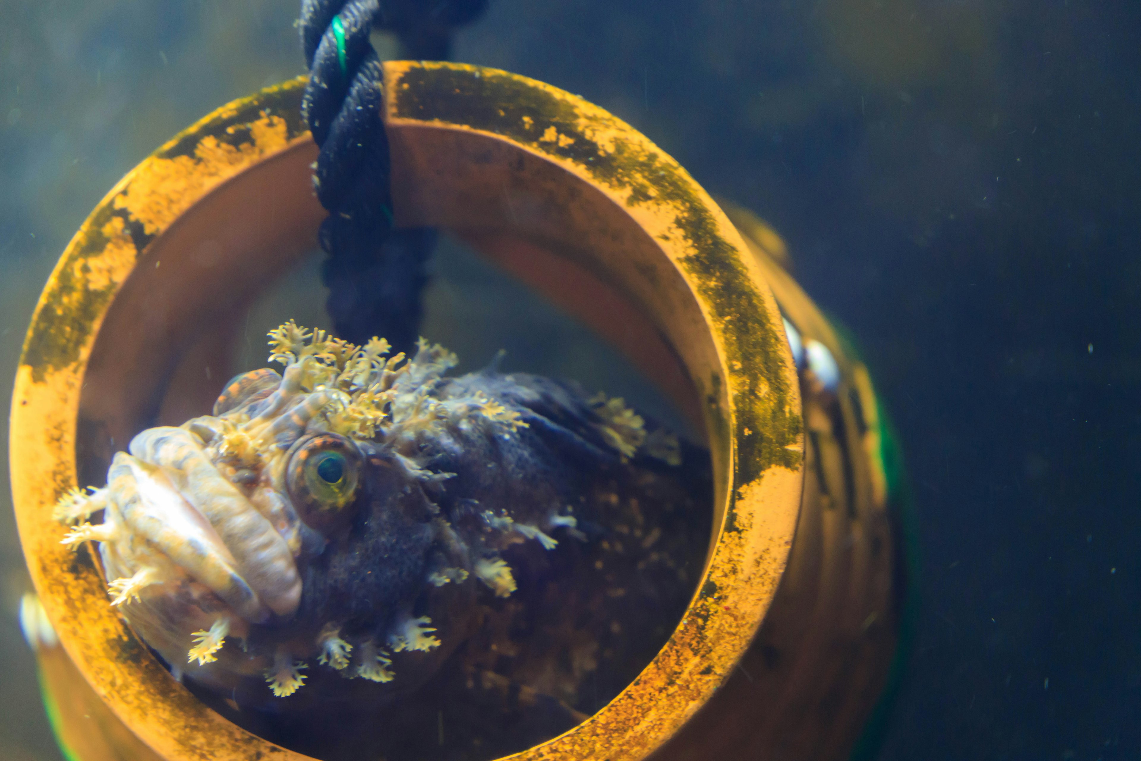 A fish head inside an orange buoy floating in water