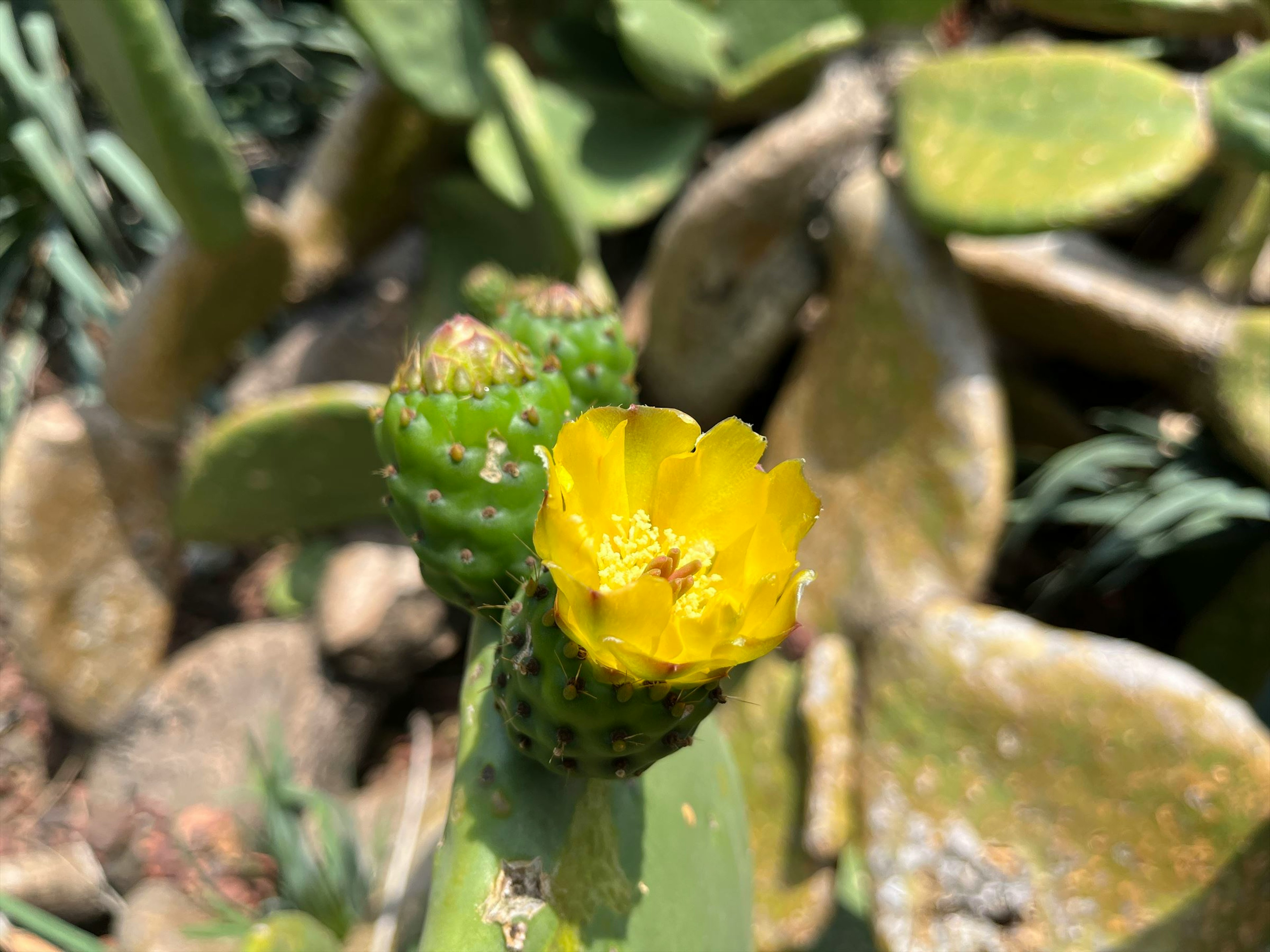 鮮やかな黄色の花を咲かせたサボテンのクローズアップ