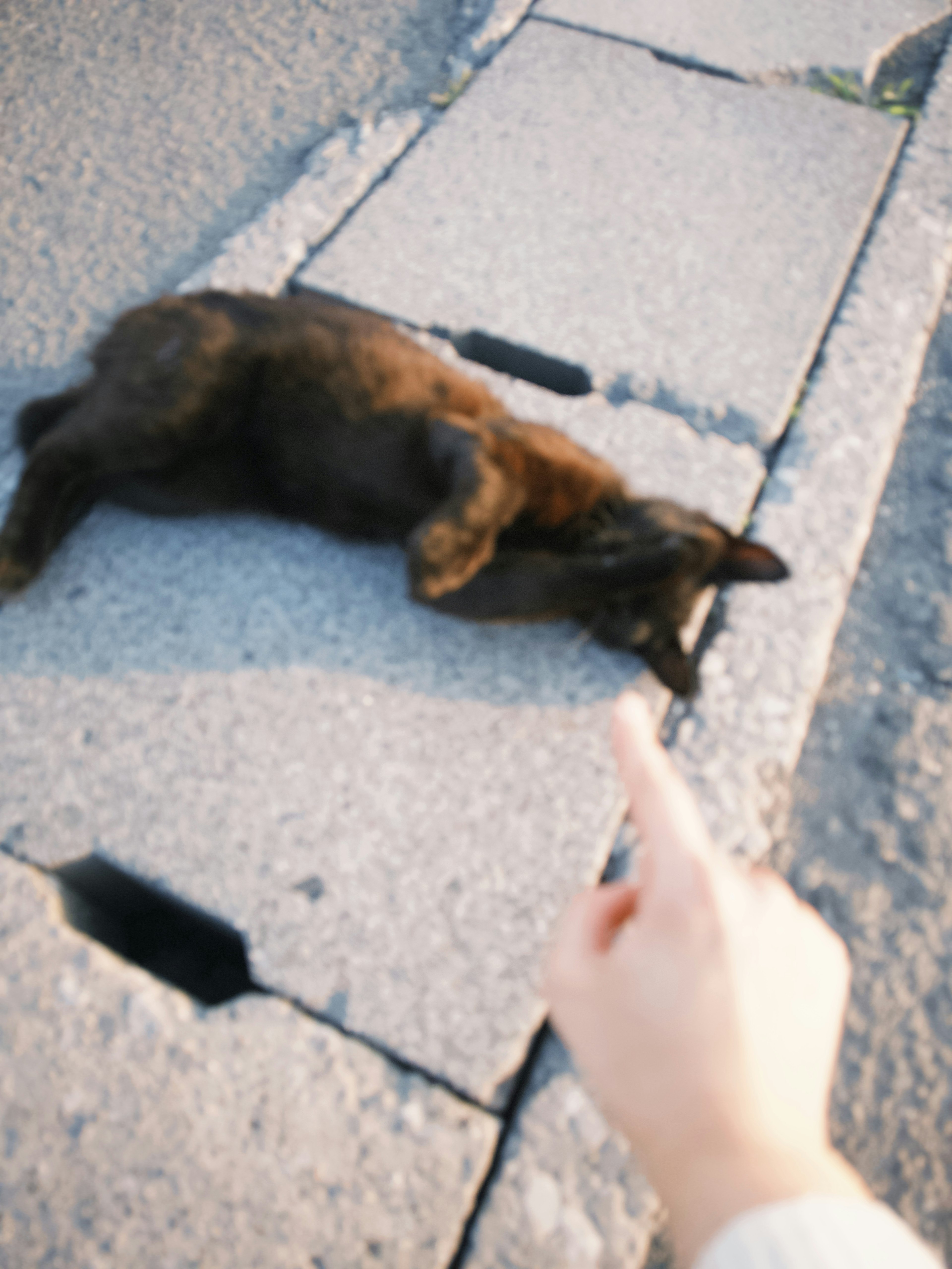 A brown dog lying on a paved path with a hand pointing at it